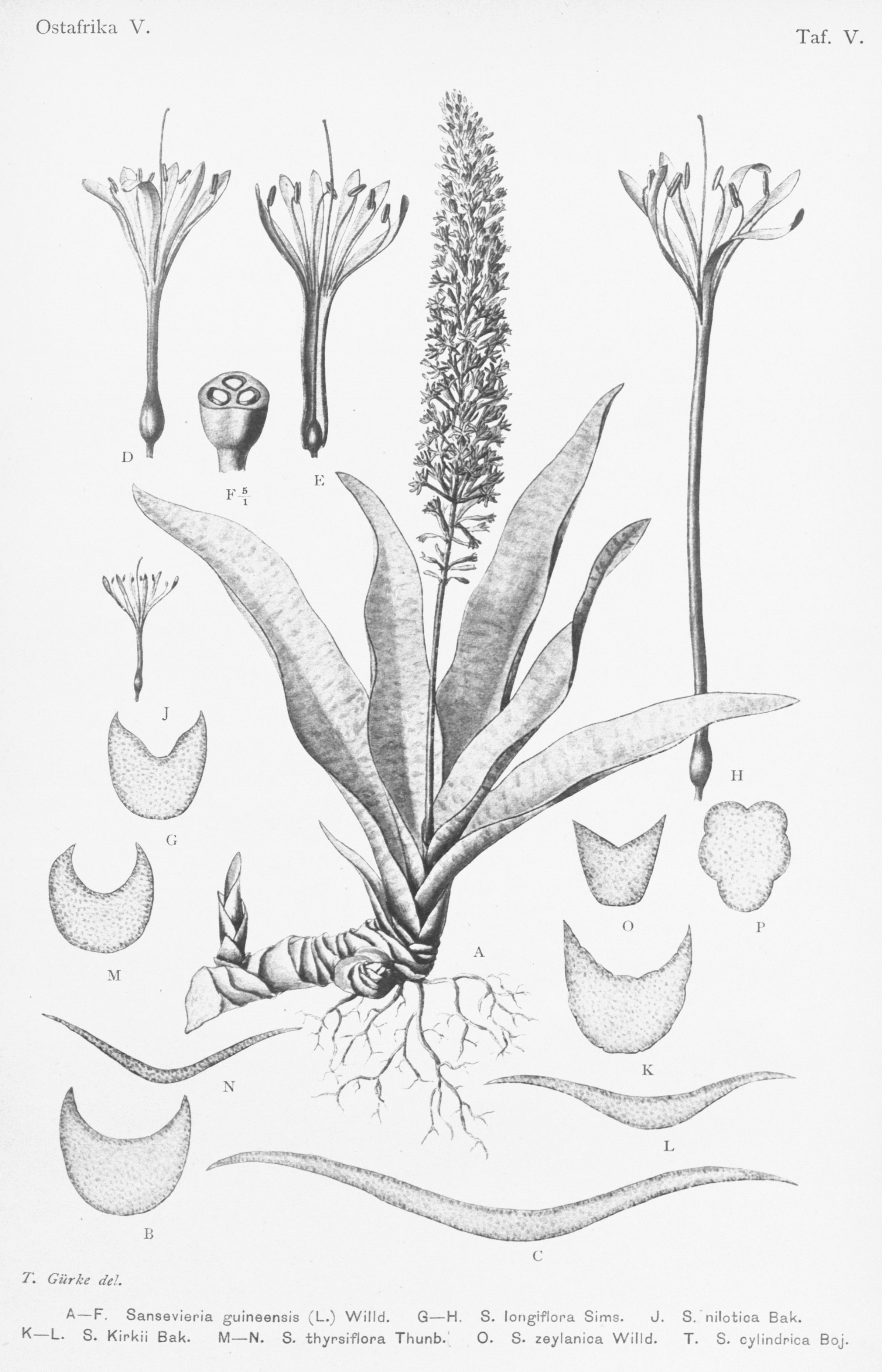 no full size  illustration available (3a)