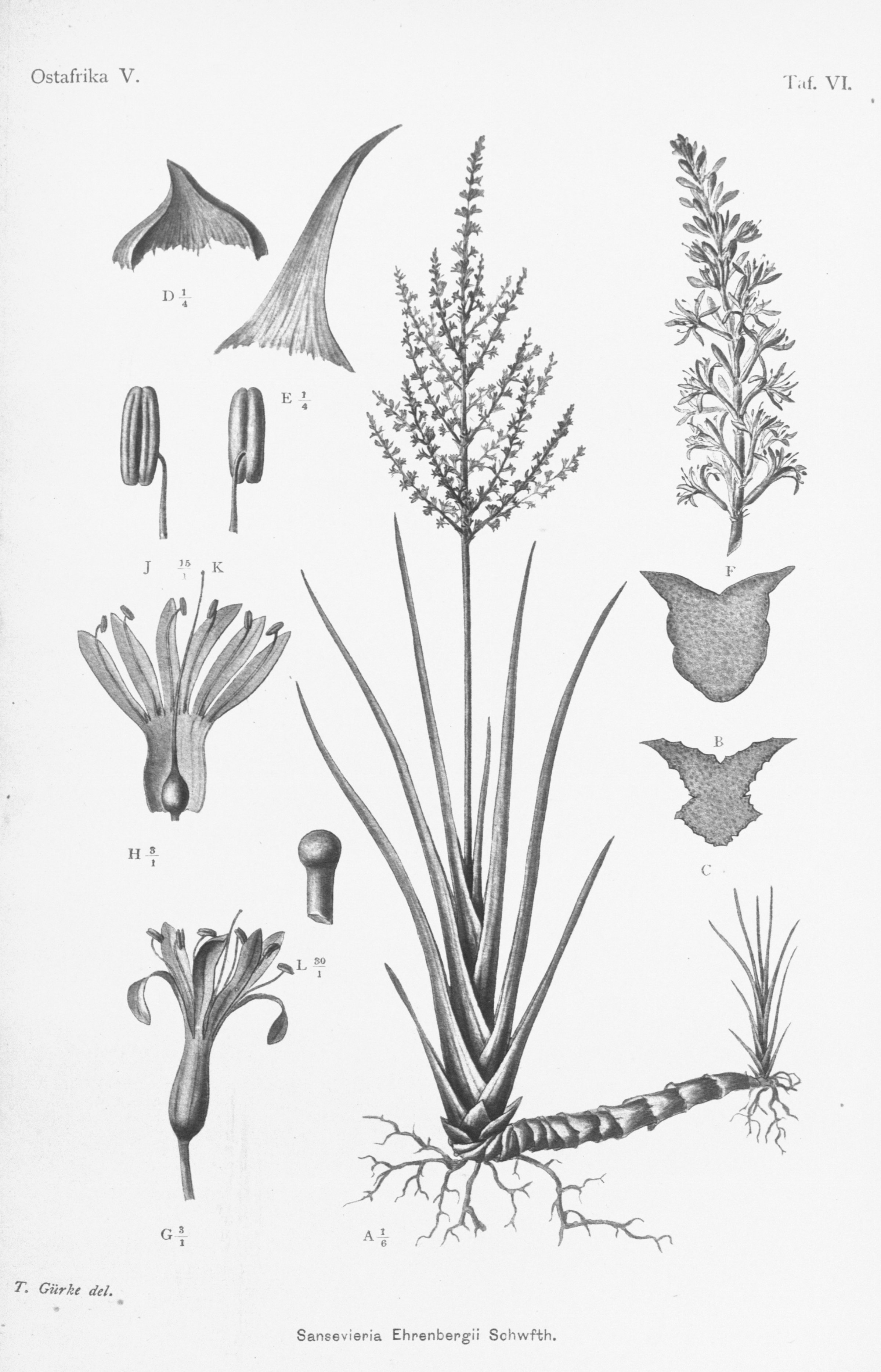 no full size  illustration available (3a)