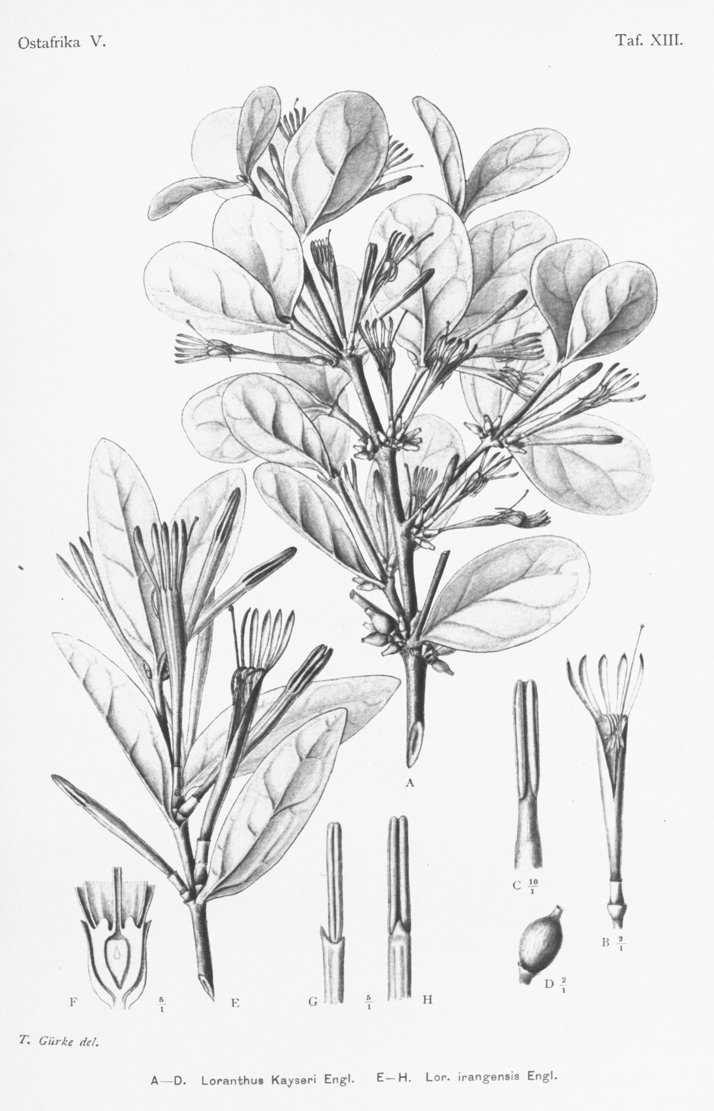 no full size  illustration available (3a)