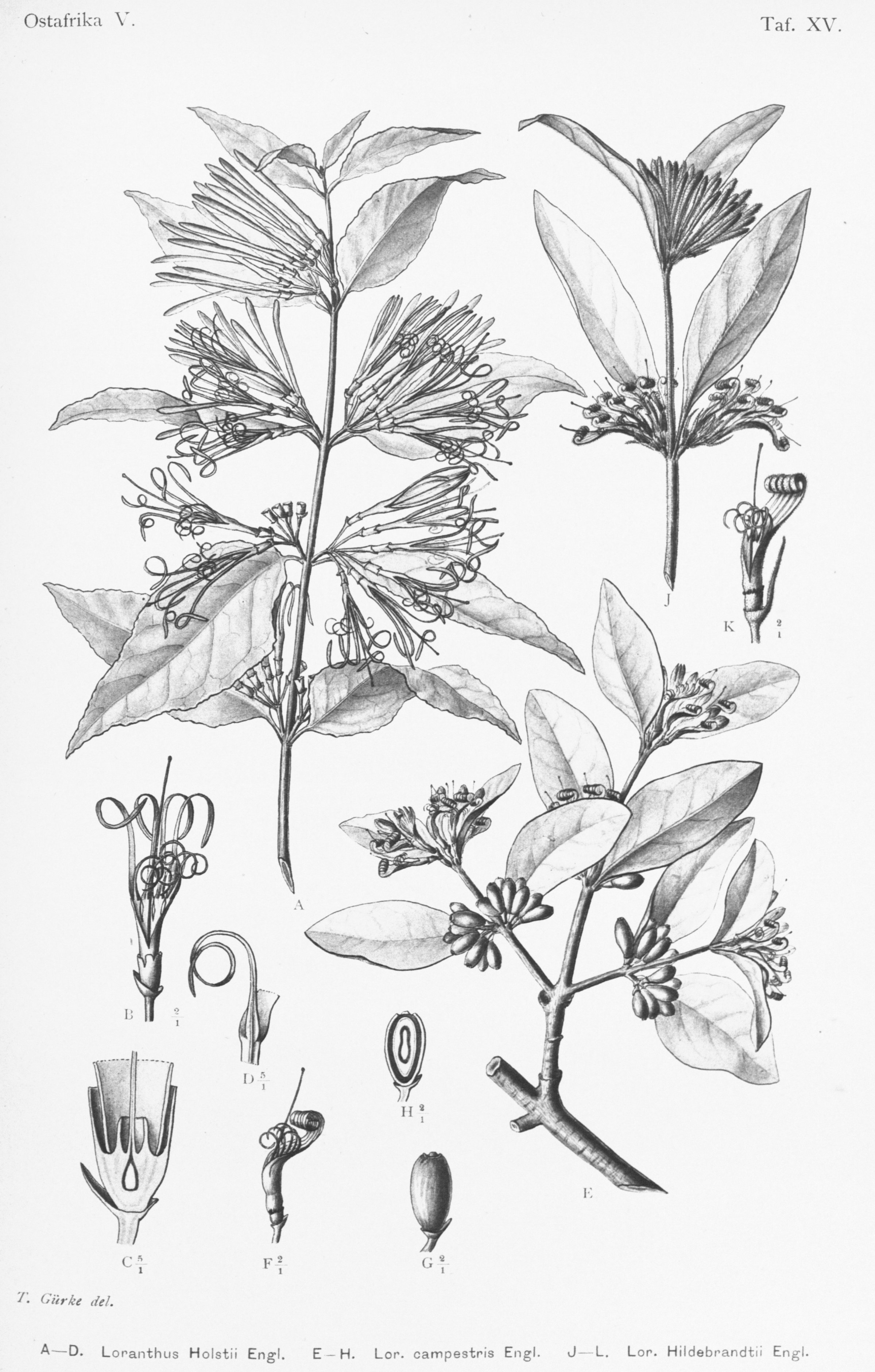 no full size  illustration available (3a)