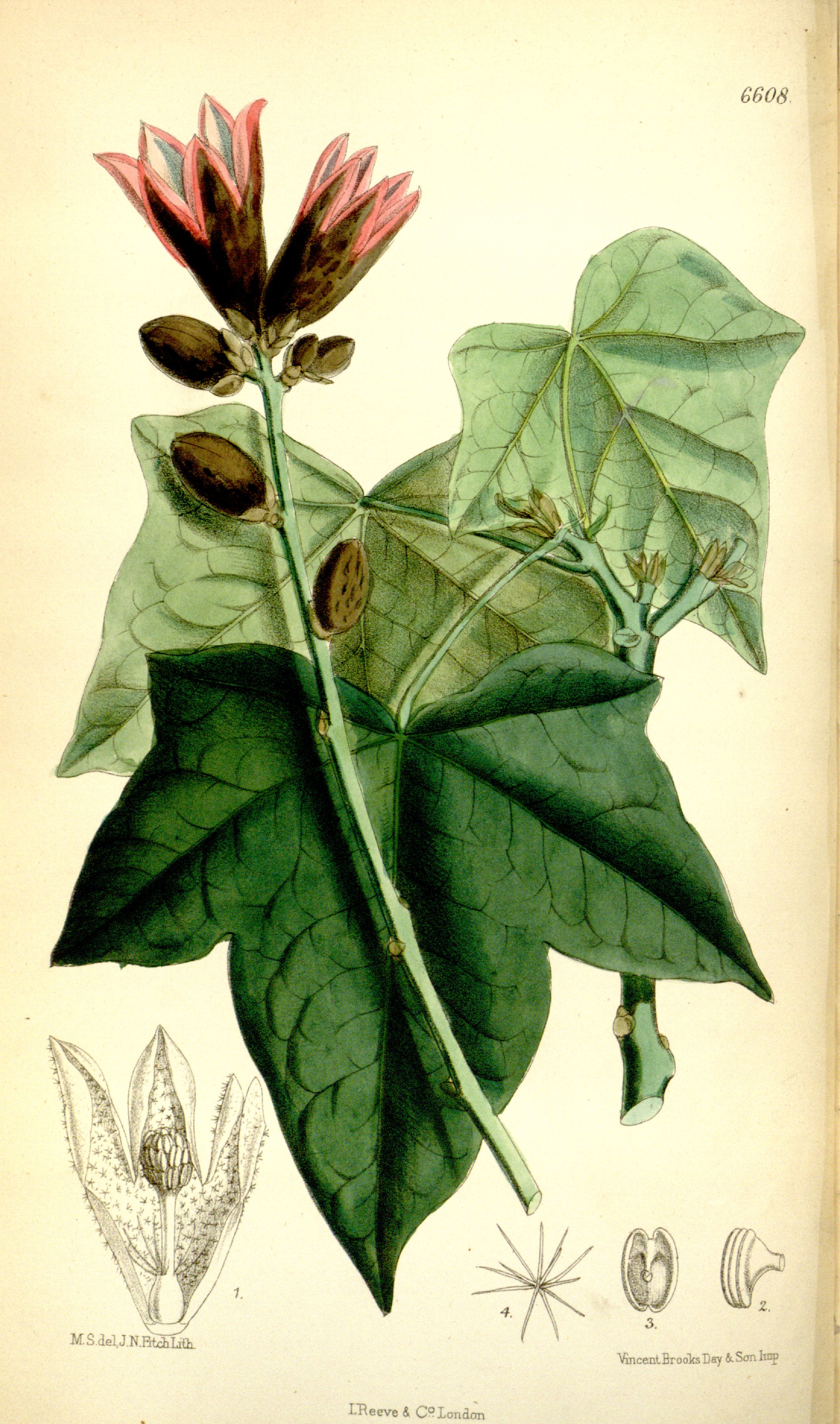 no full size  illustration available (3a)