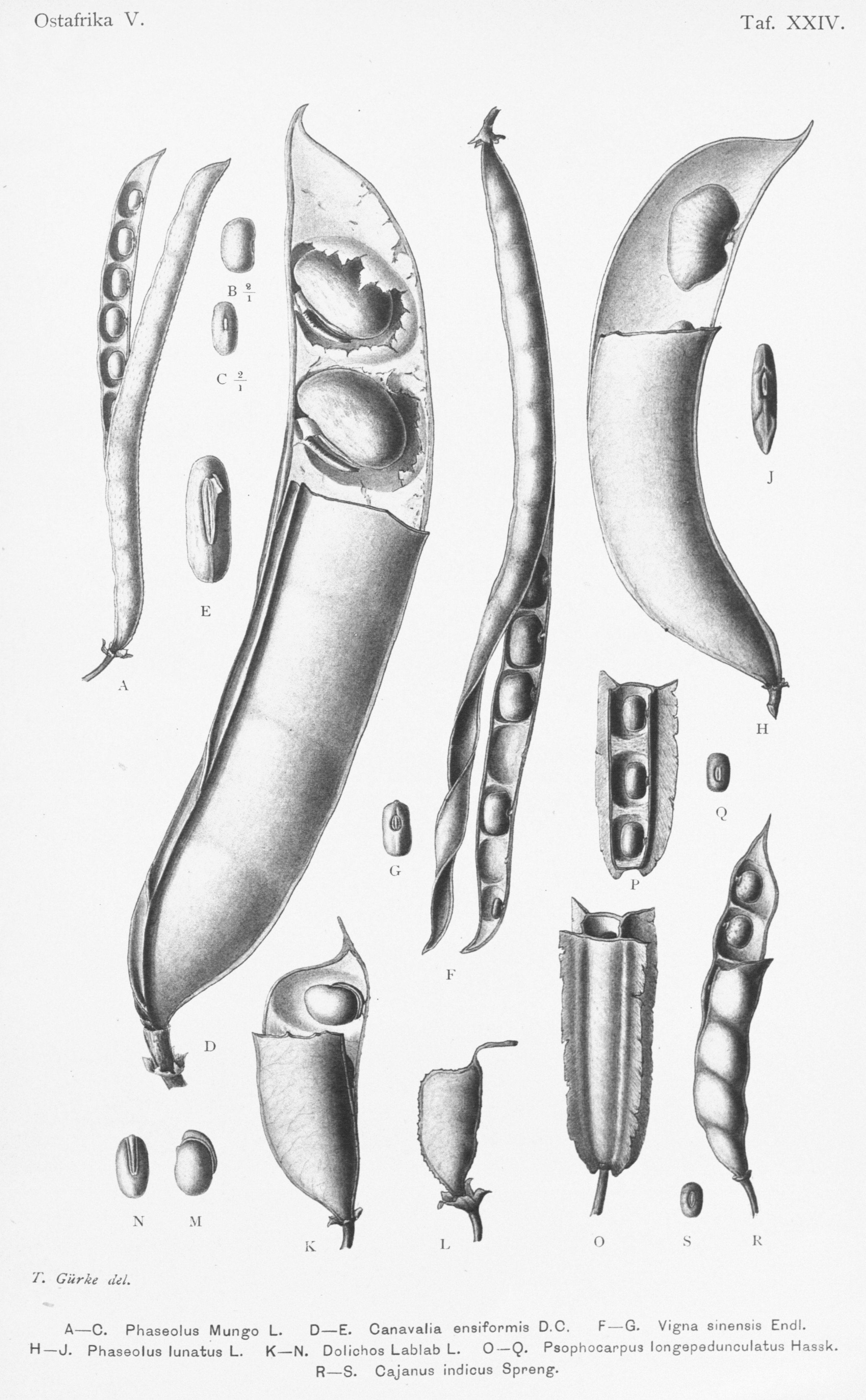 no full size  illustration available (3a)