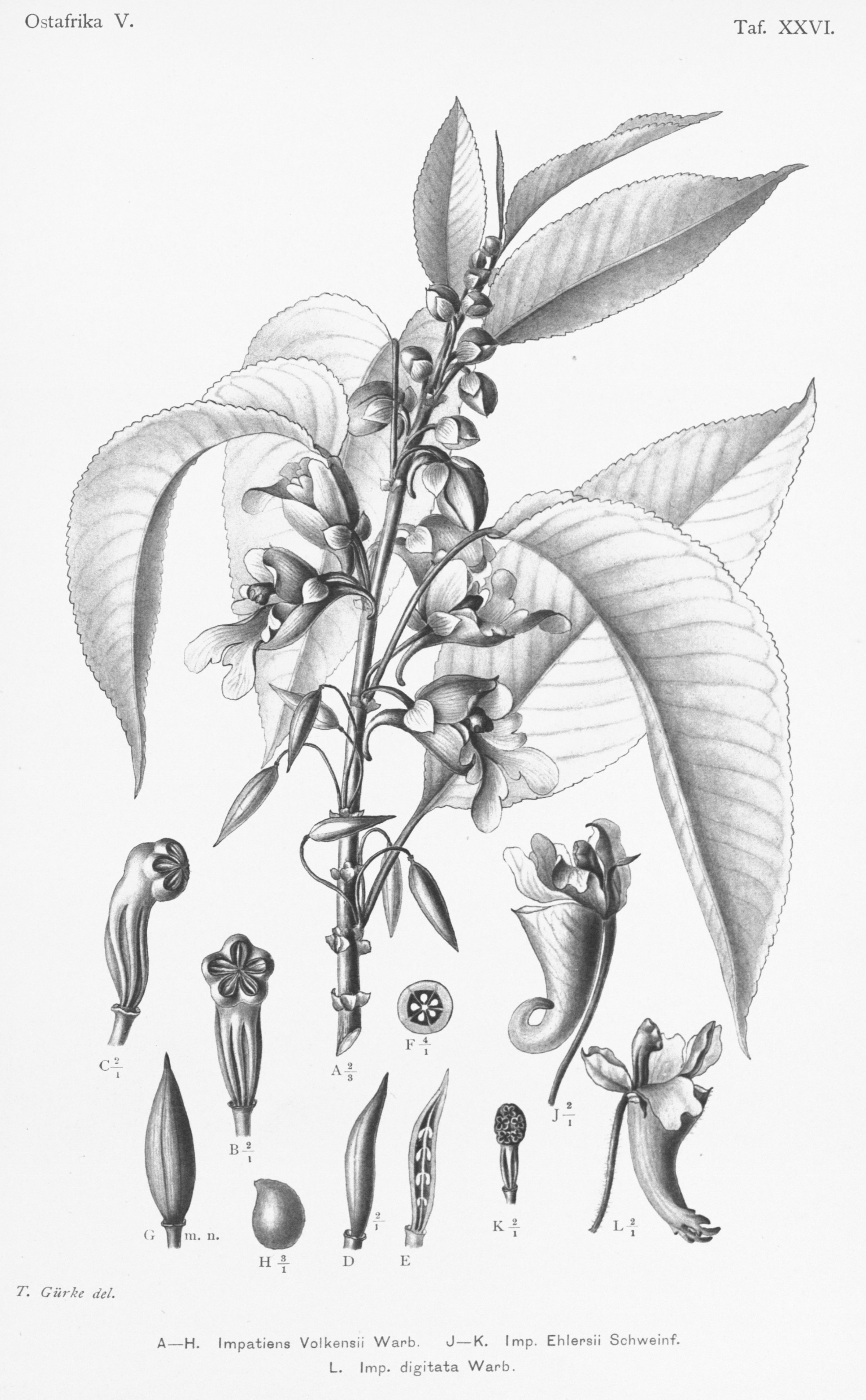 no full size  illustration available (3a)