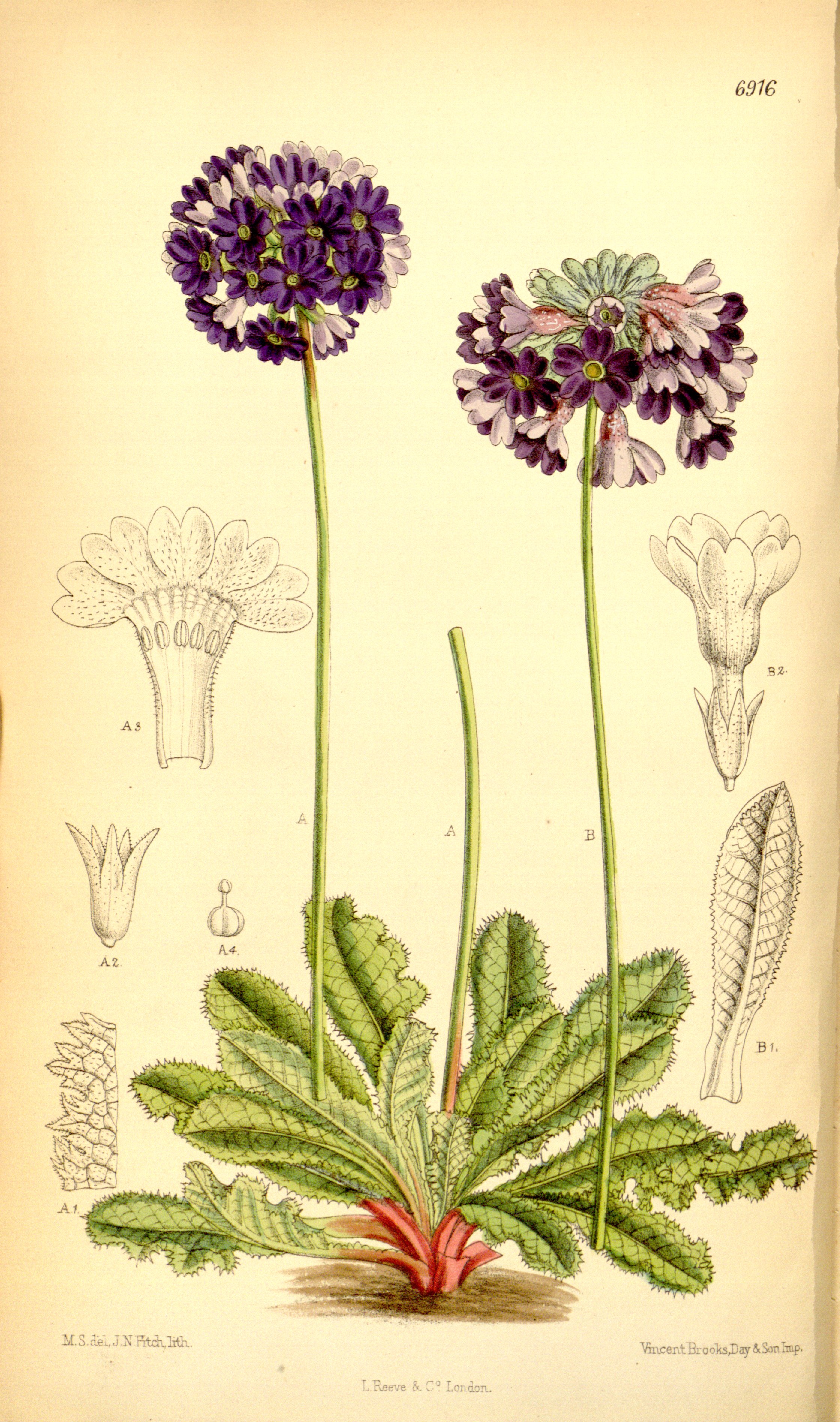 no full size  illustration available (3a)