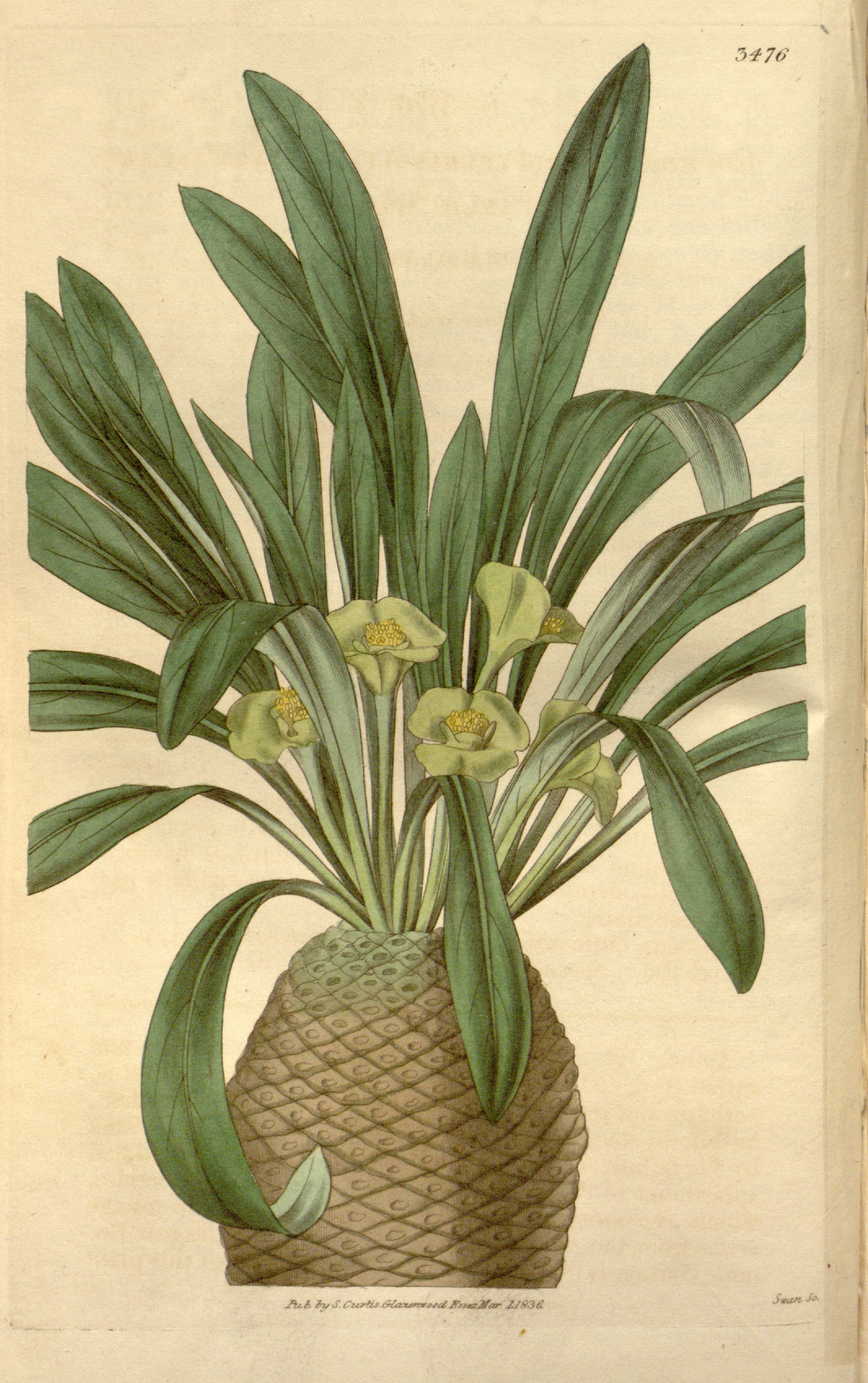 no full size  illustration available (3a)