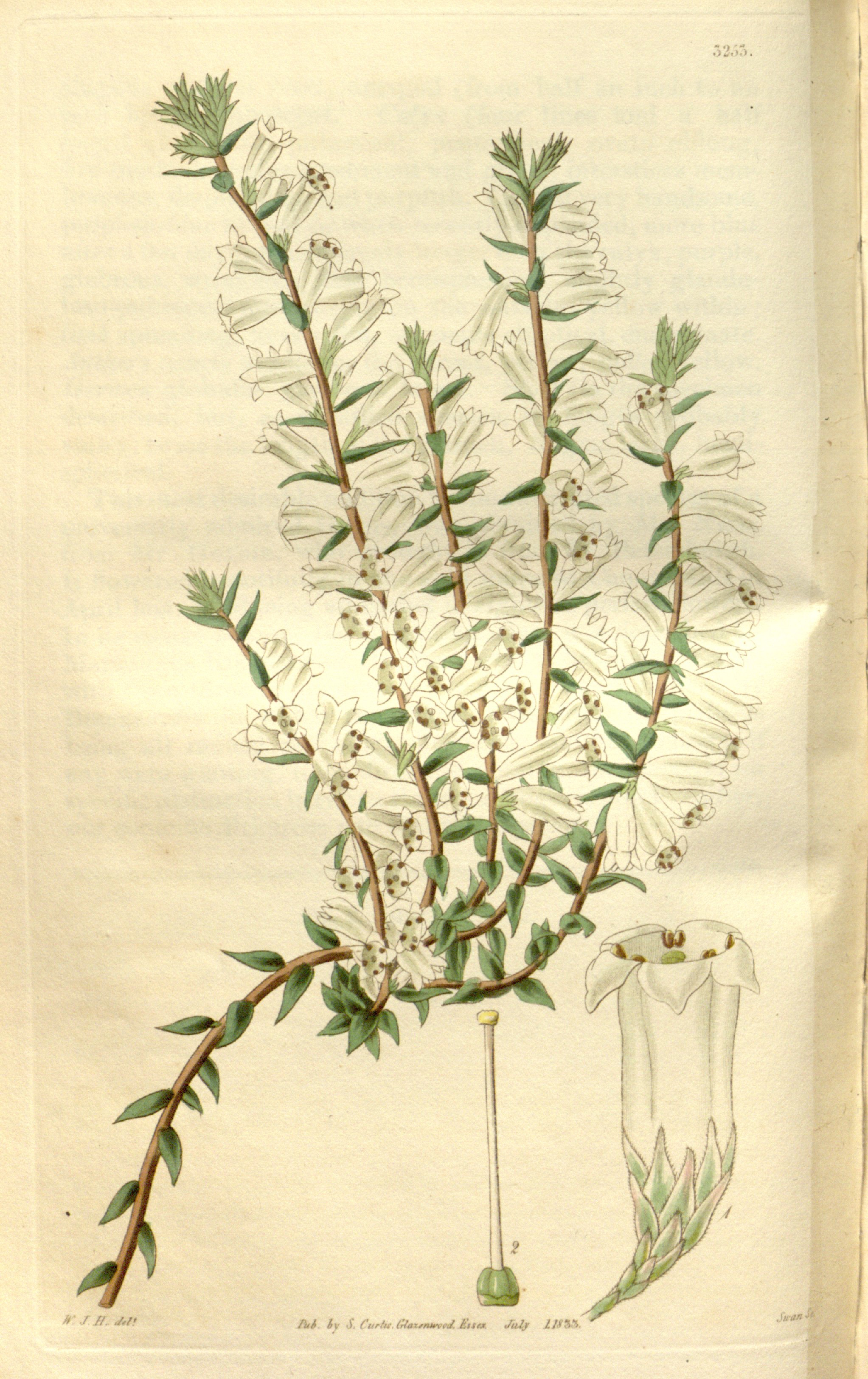 no full size  illustration available (3a)