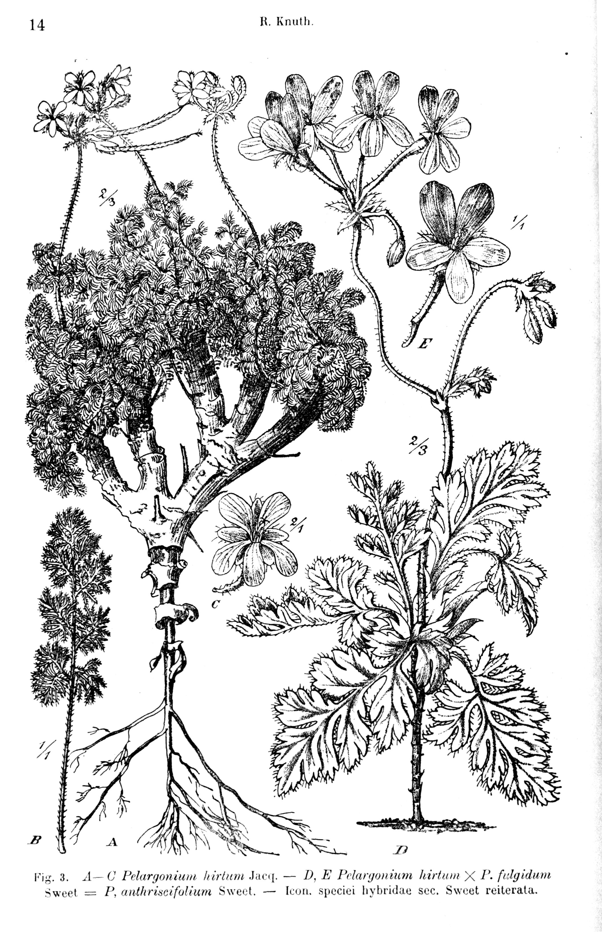 no full size  illustration available (3a)