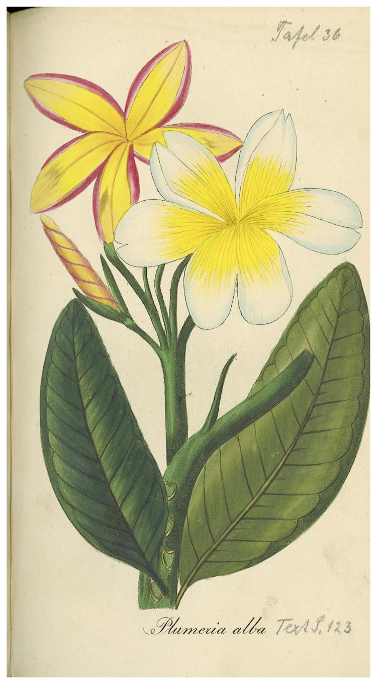 no full size  illustration available (3a)