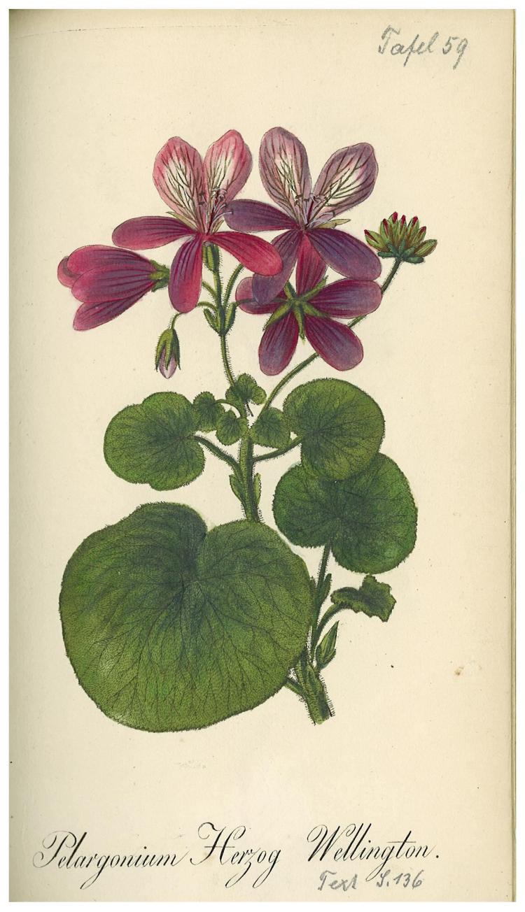 no full size  illustration available (3a)