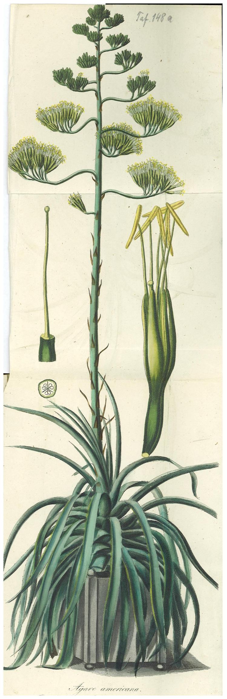 no full size  illustration available (3a)