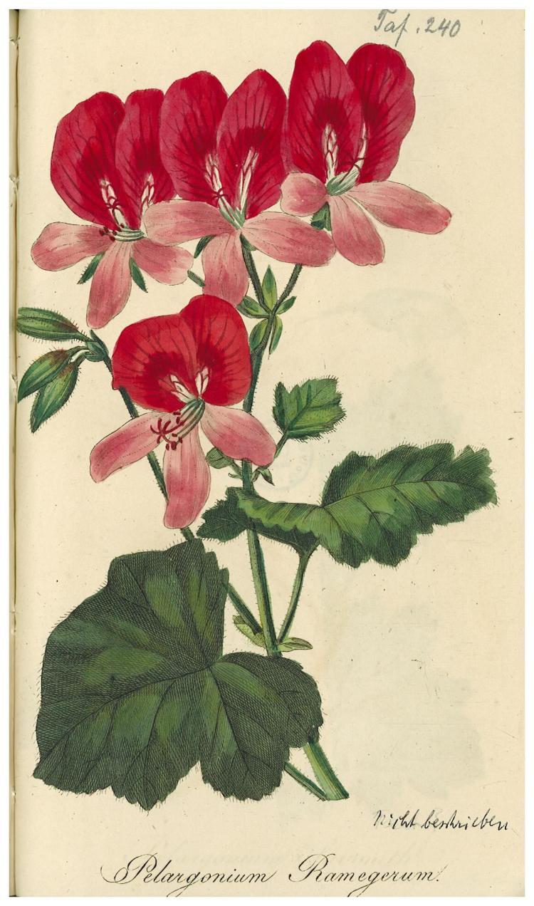 no full size  illustration available (3a)