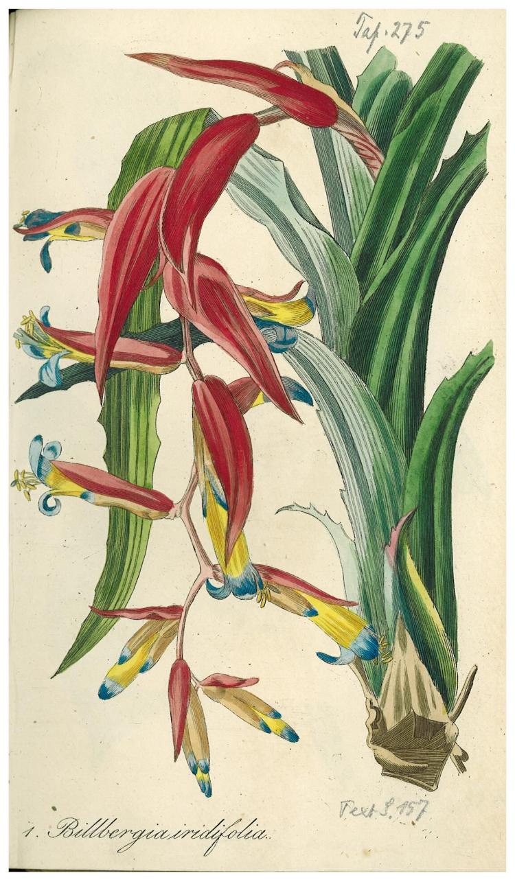 no full size  illustration available (3a)