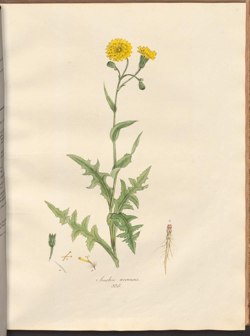 no full size  illustration available (3a)