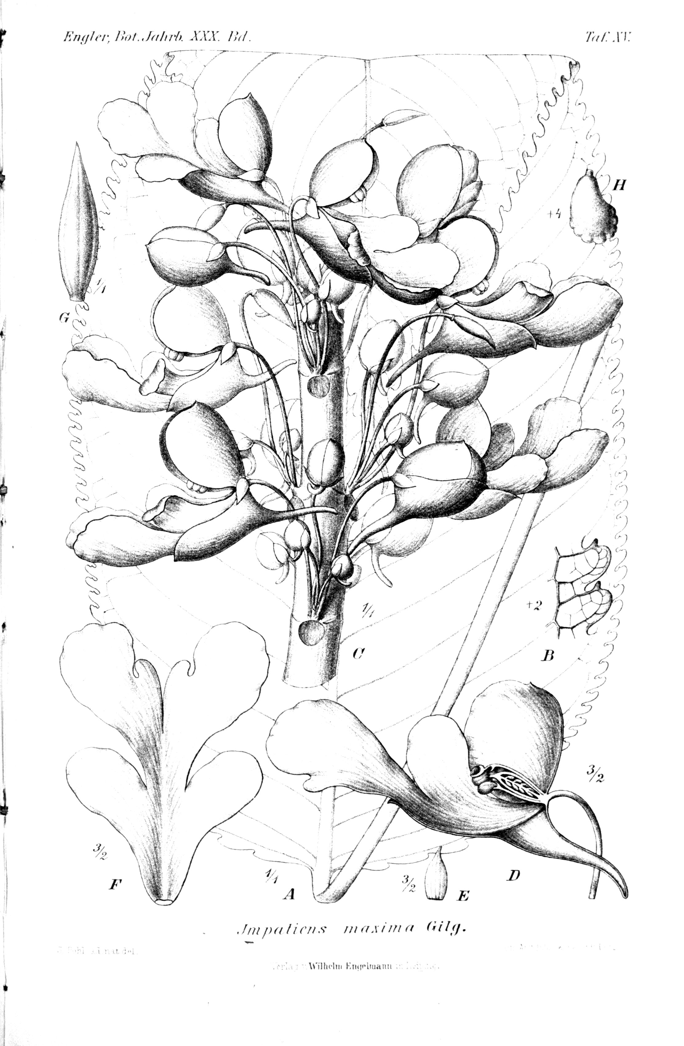 no full size  illustration available (3a)