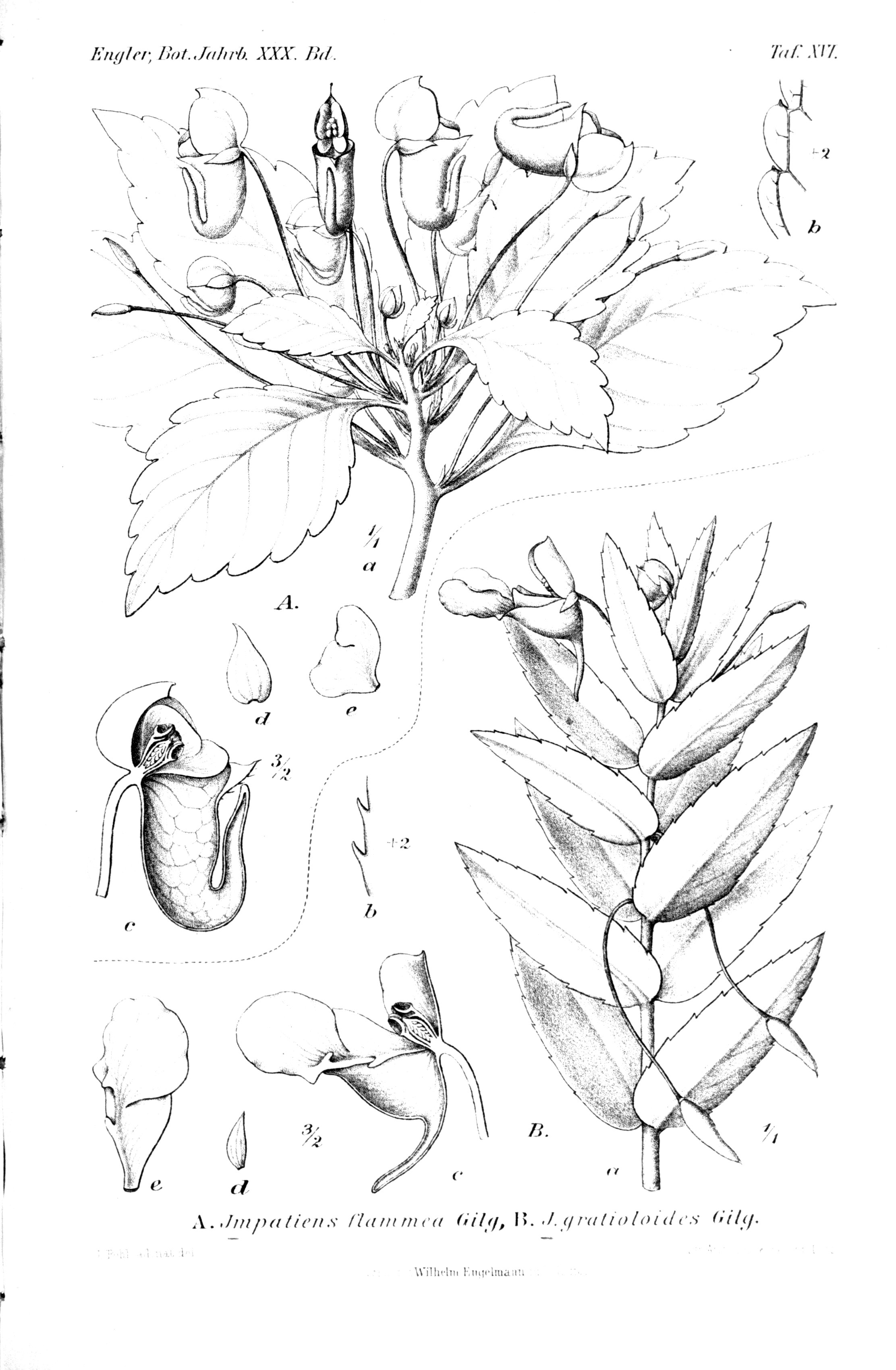 no full size  illustration available (3a)