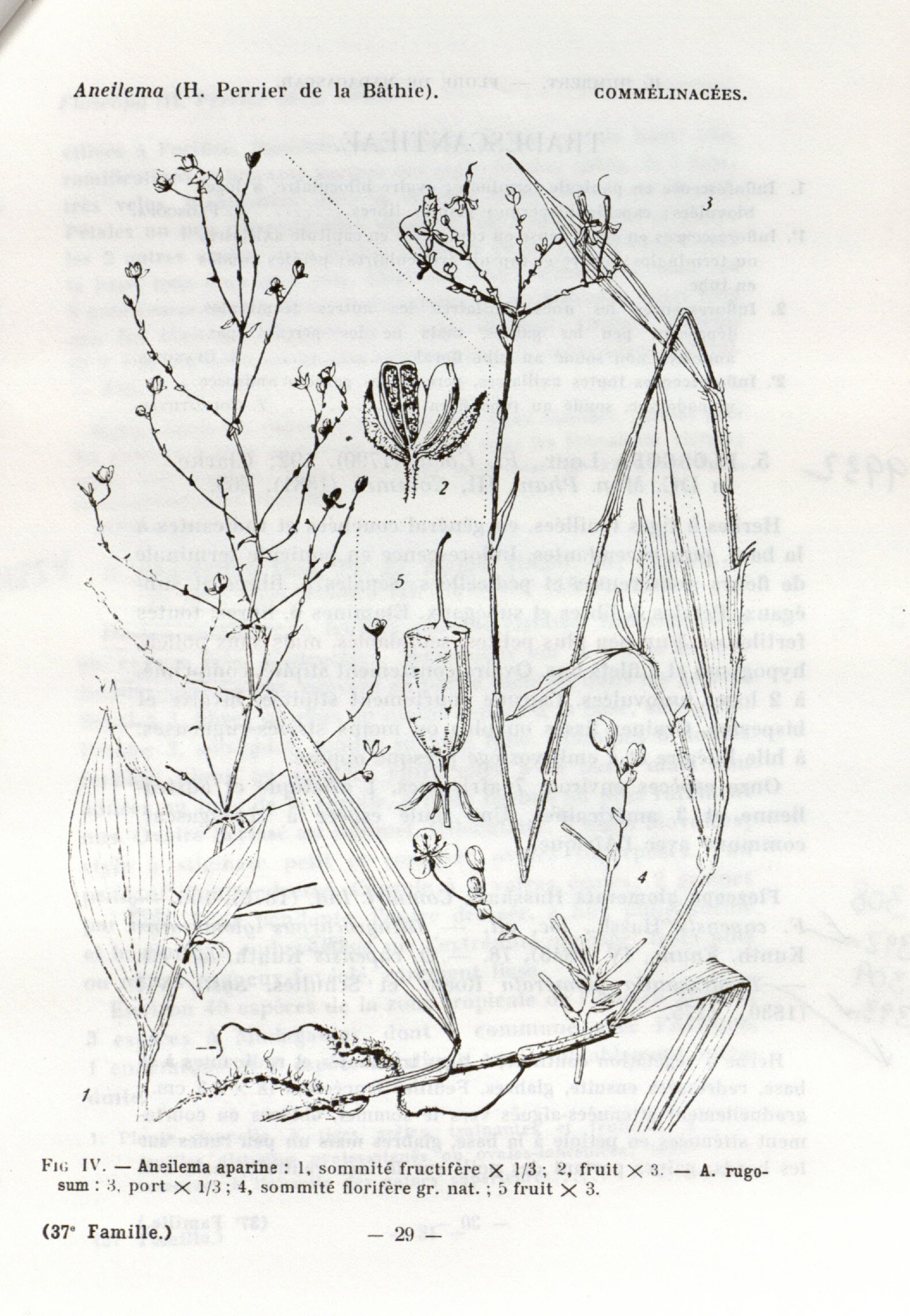 no full size  illustration available (3a)