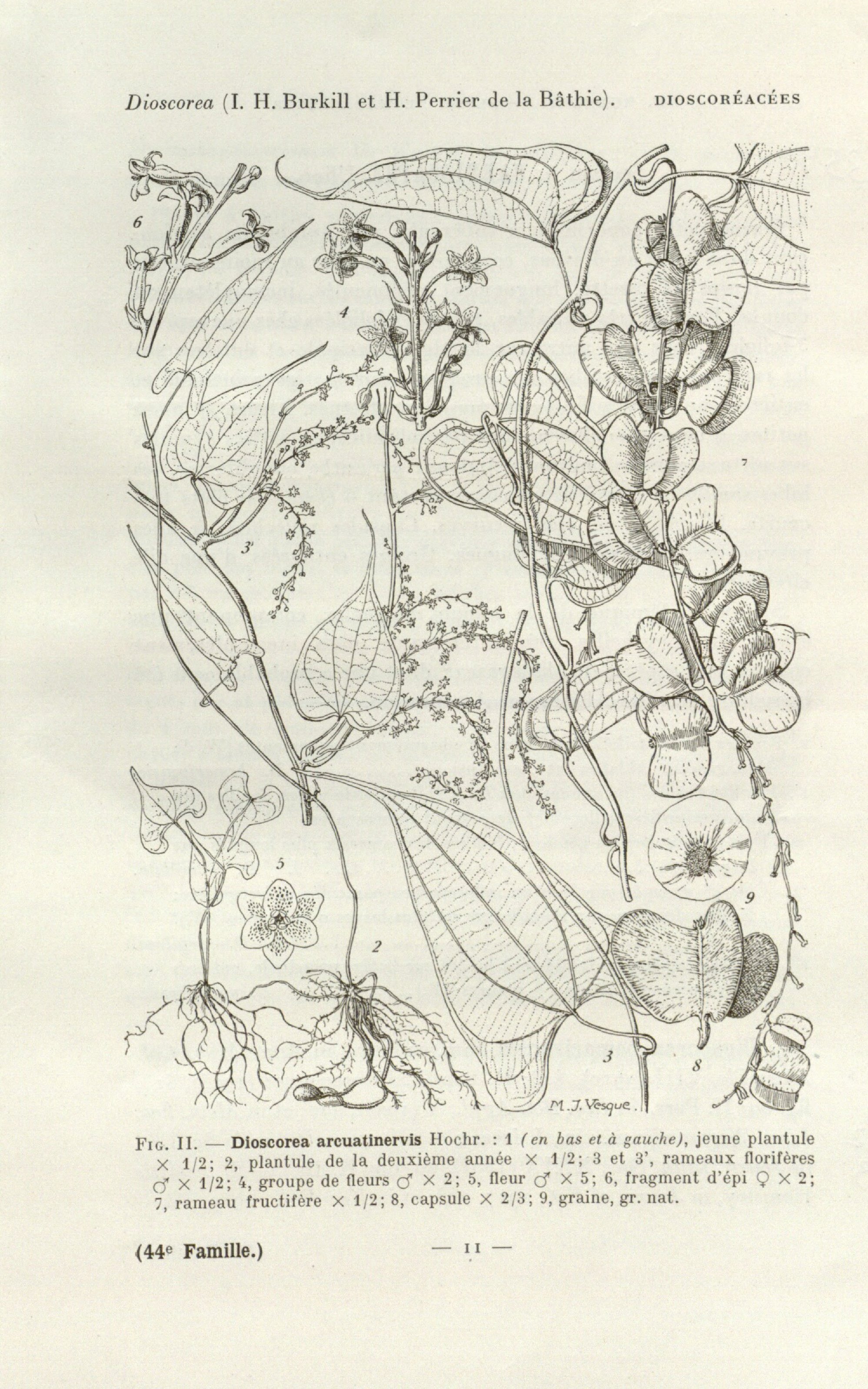 no full size  illustration available (3a)