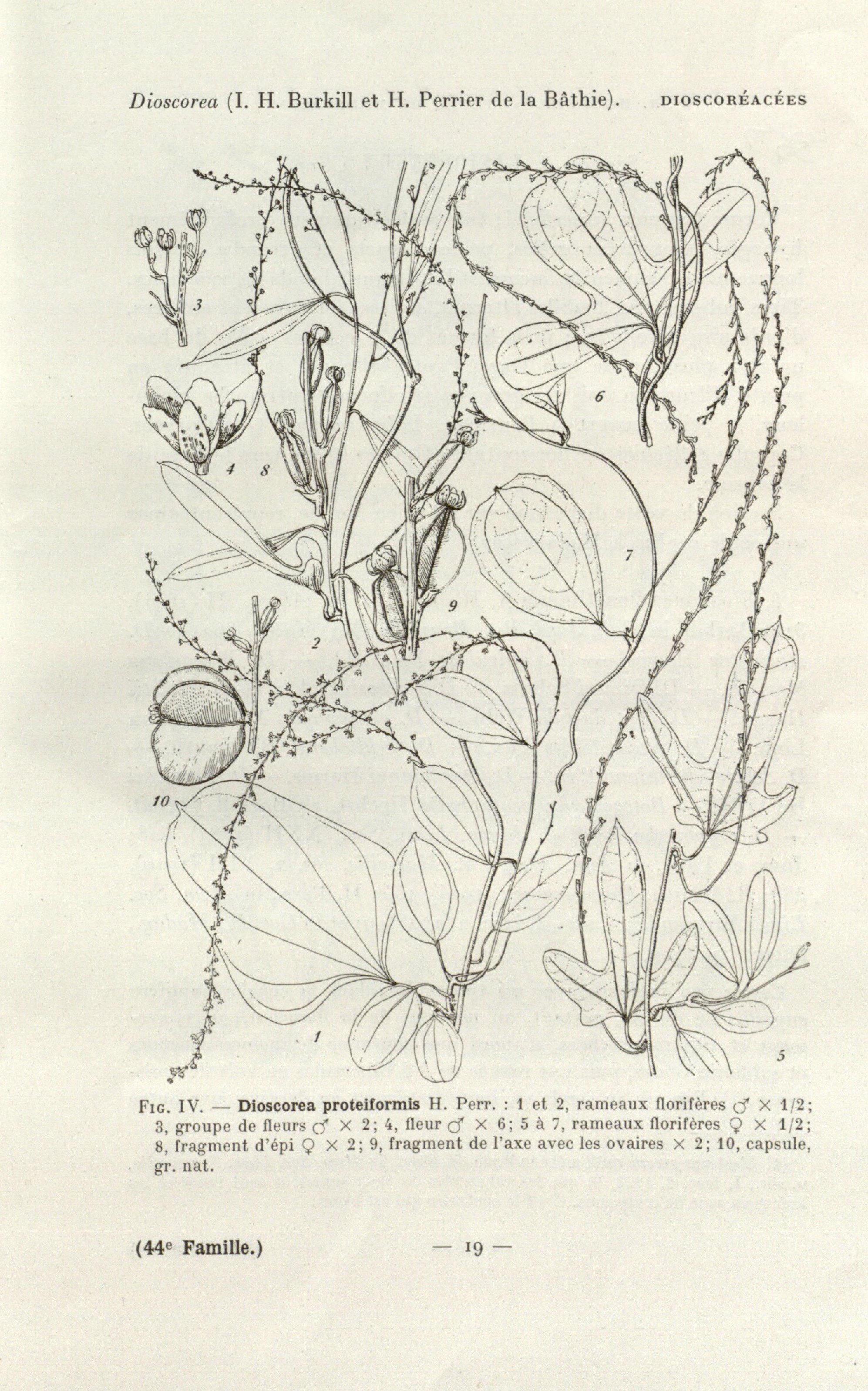 no full size  illustration available (3a)