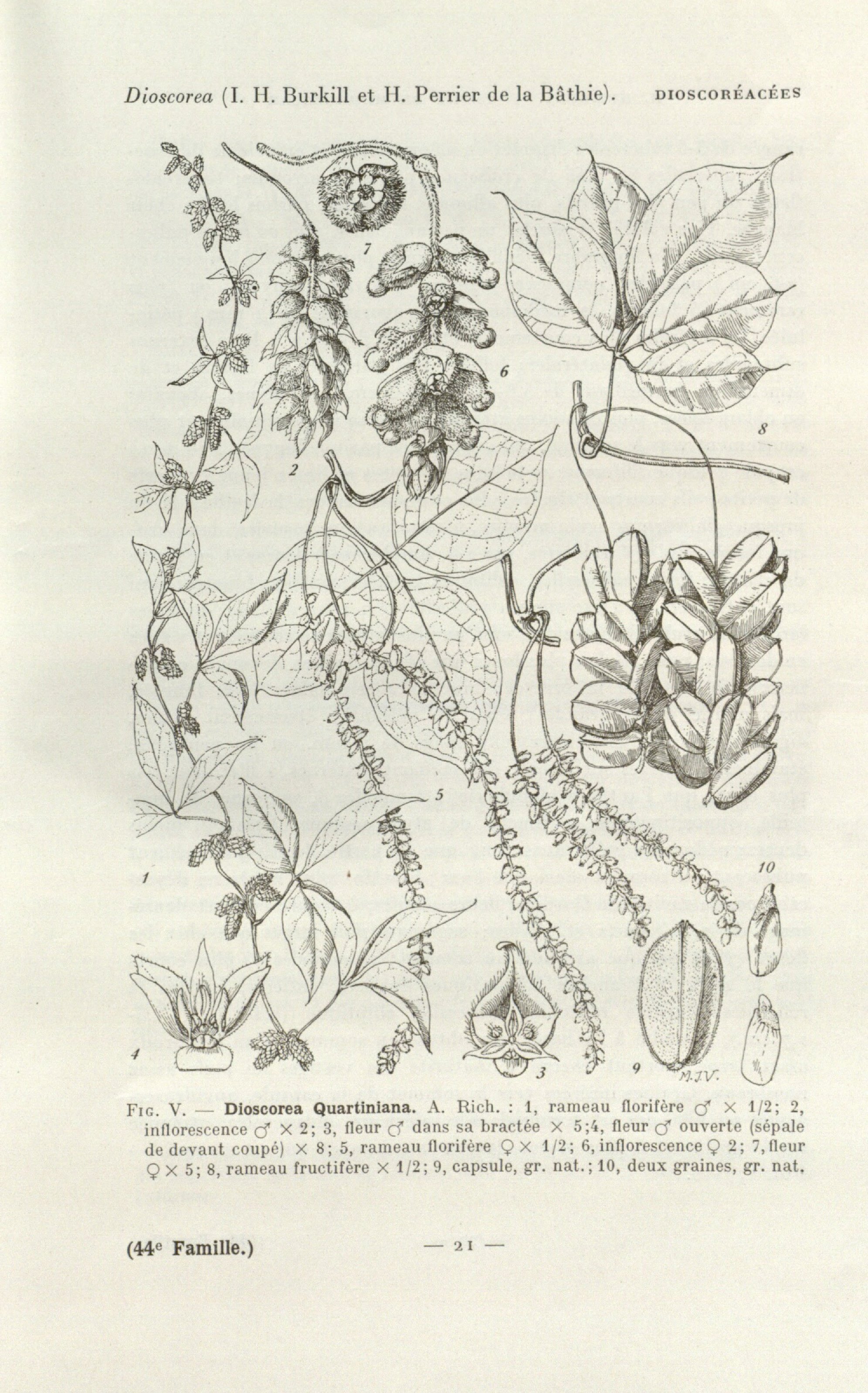 no full size  illustration available (3a)