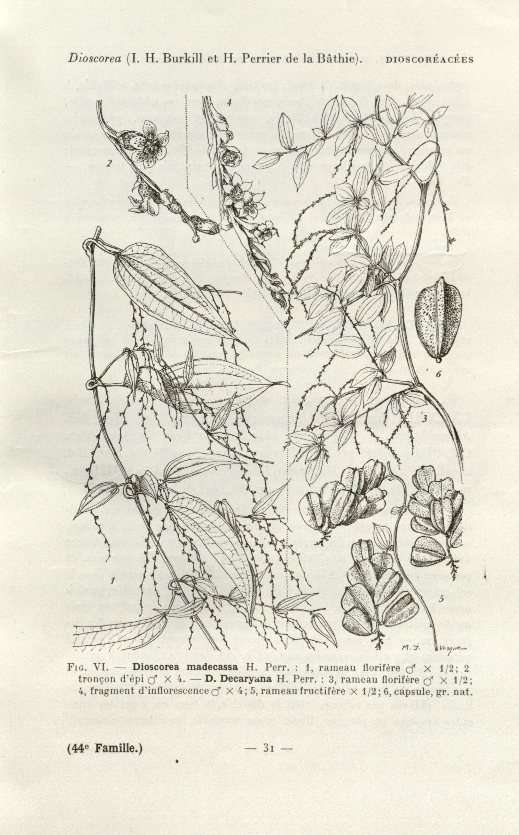 no full size  illustration available (3a)