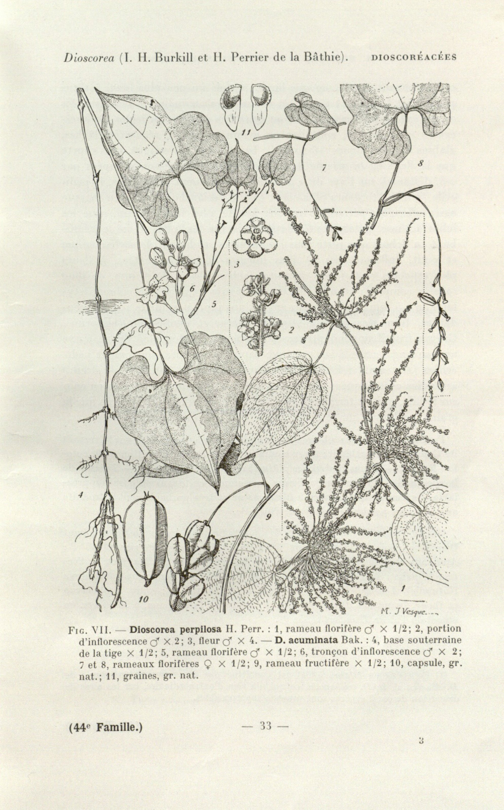 no full size  illustration available (3a)