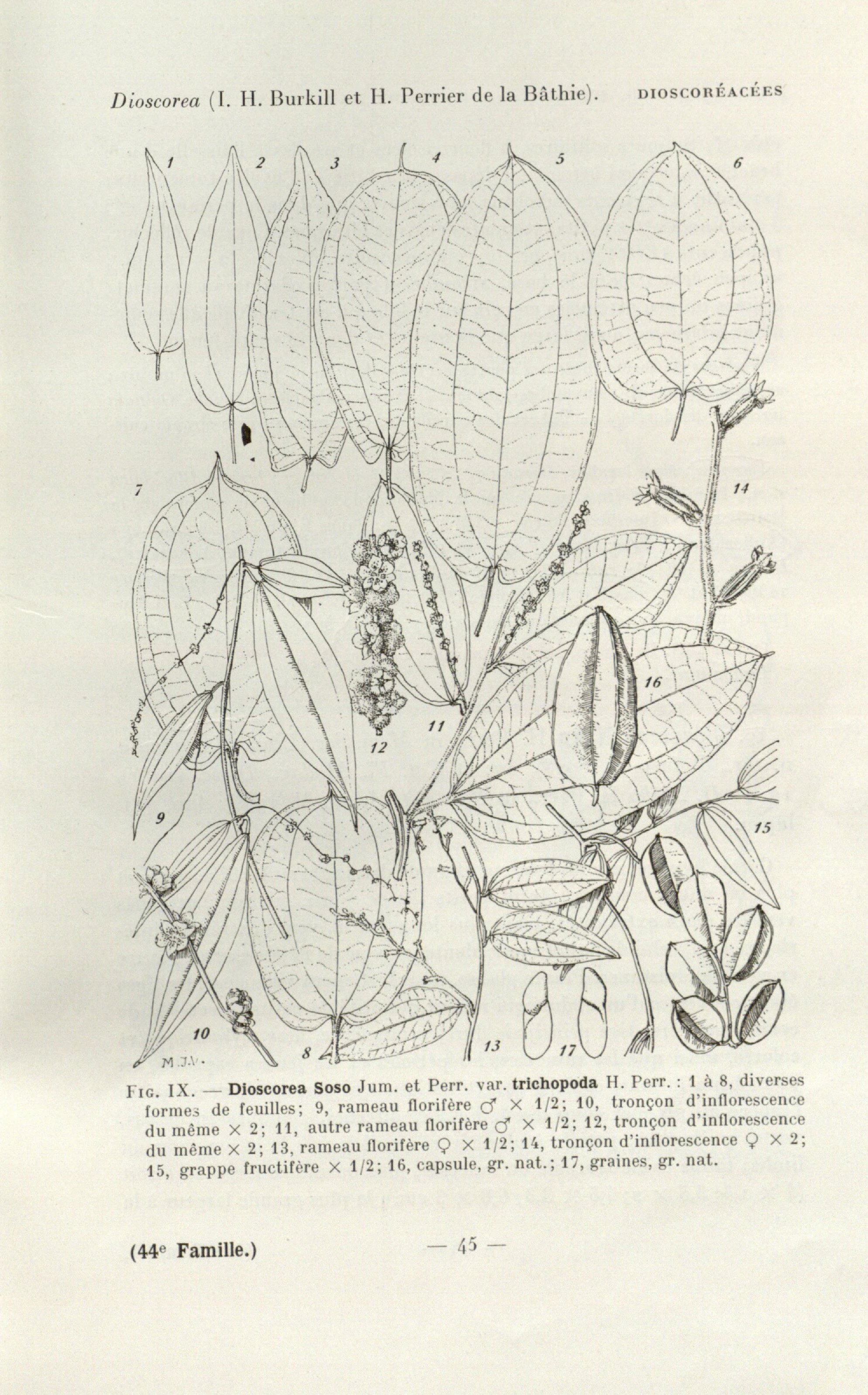 no full size  illustration available (3a)