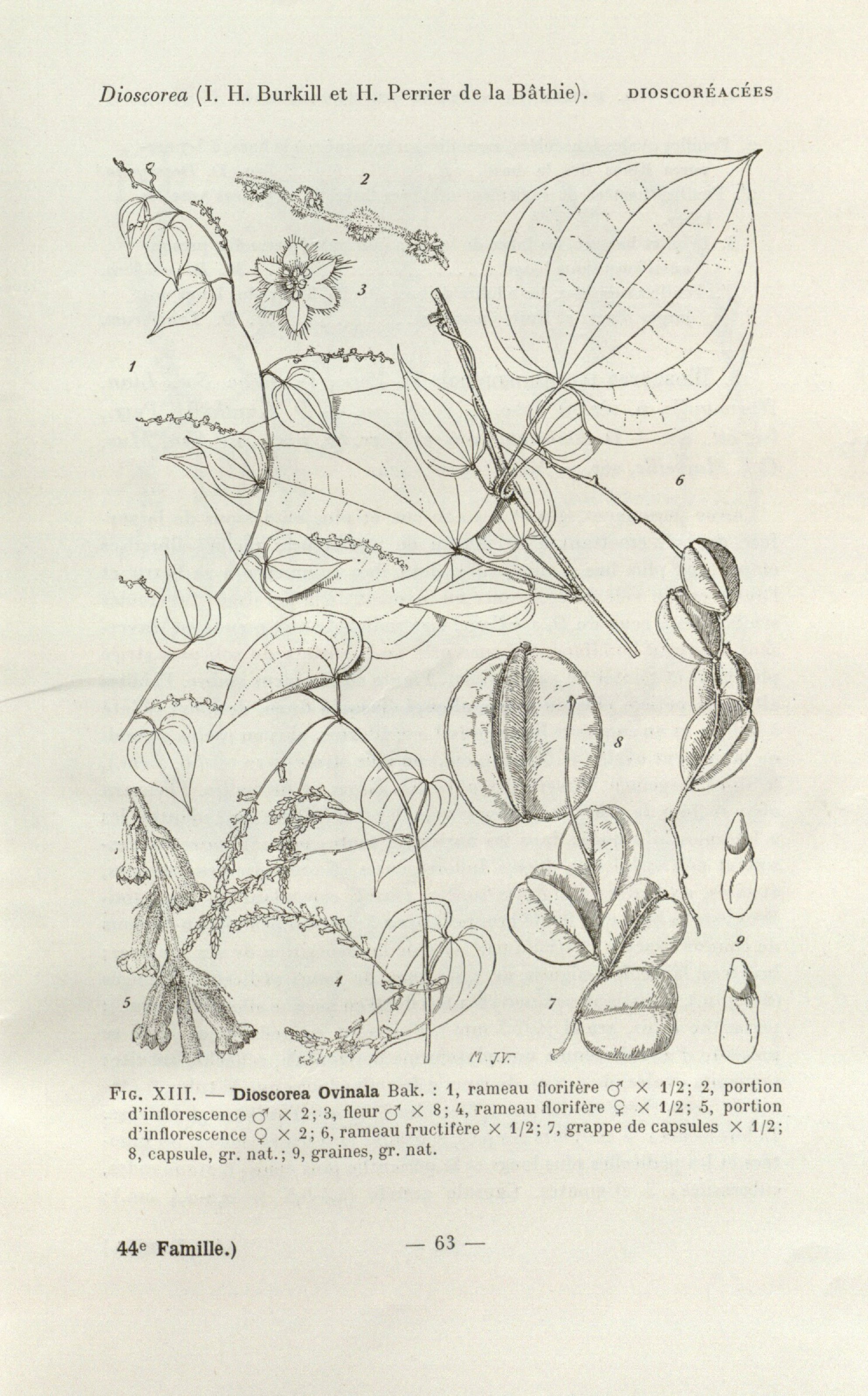 no full size  illustration available (3a)