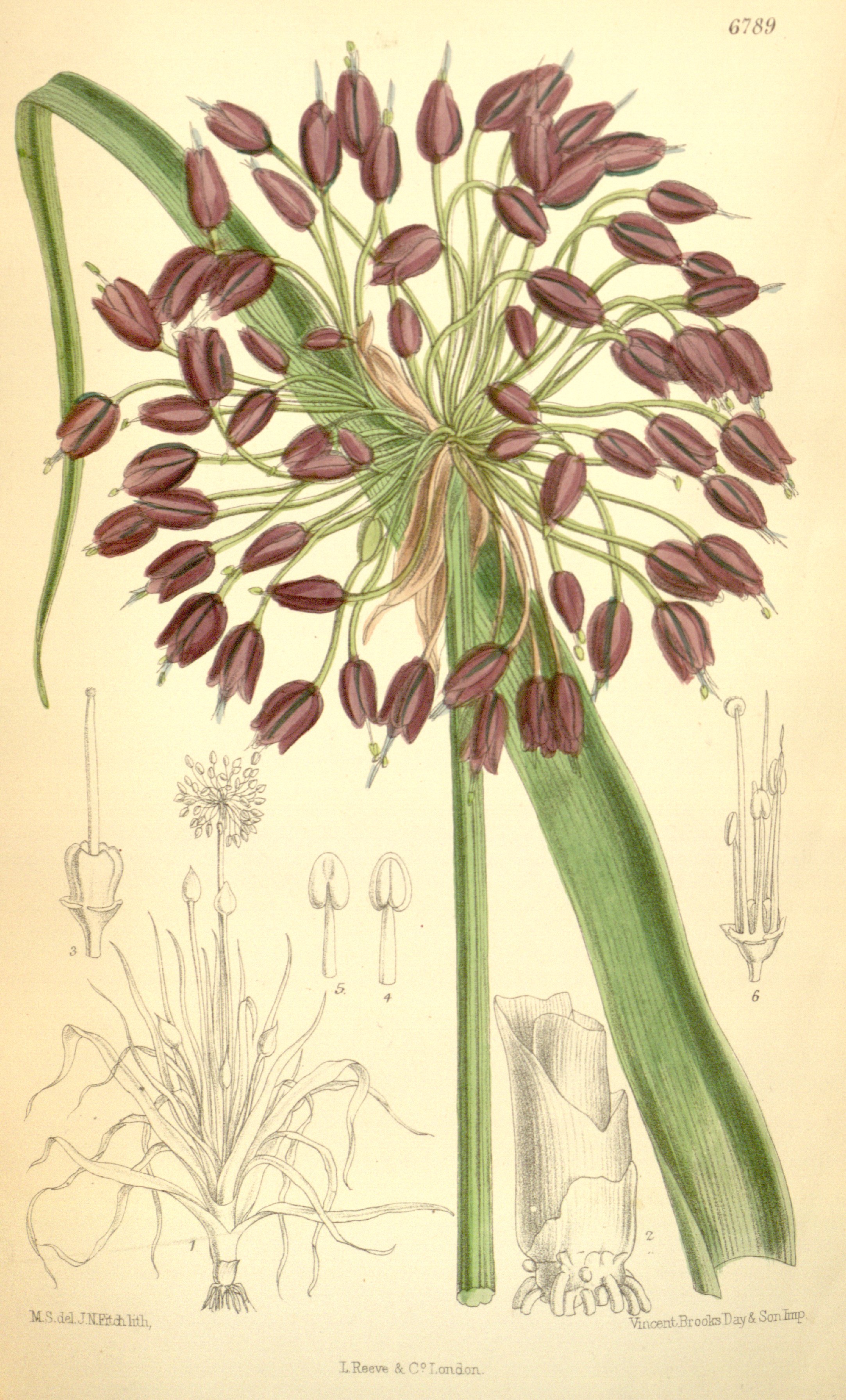 no full size  illustration available (3a)