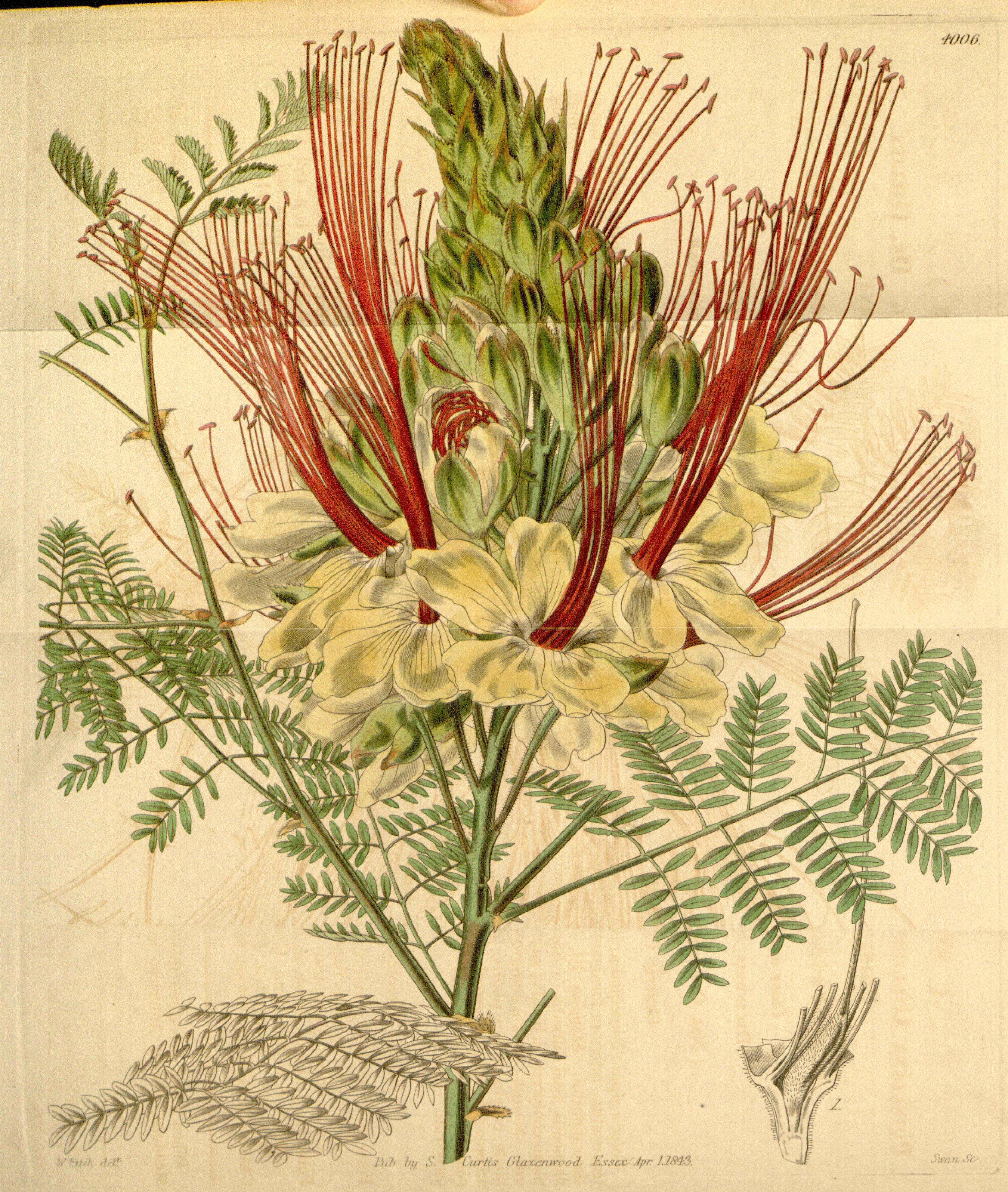 no full size  illustration available (3a)