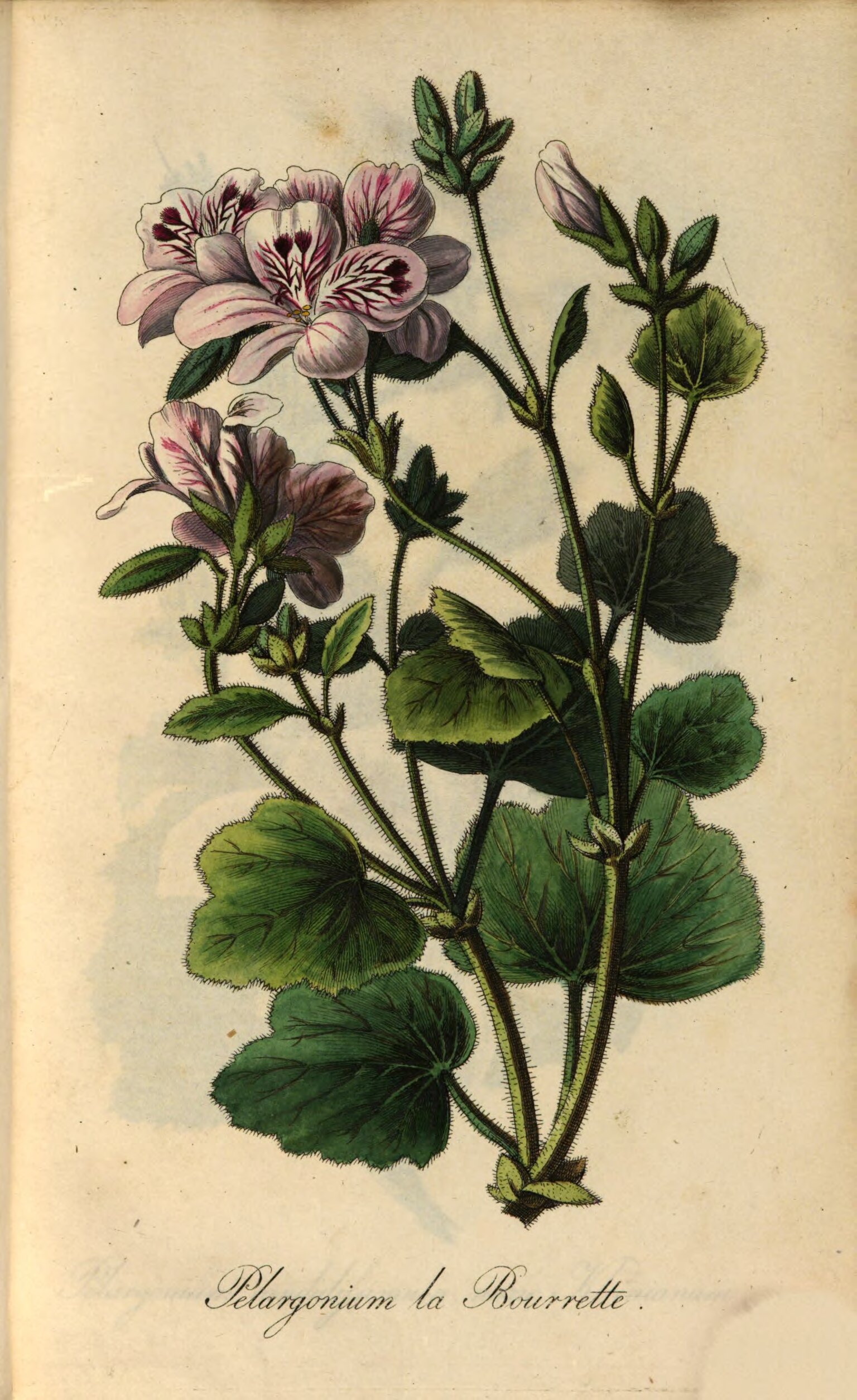 no full size  illustration available (3a)