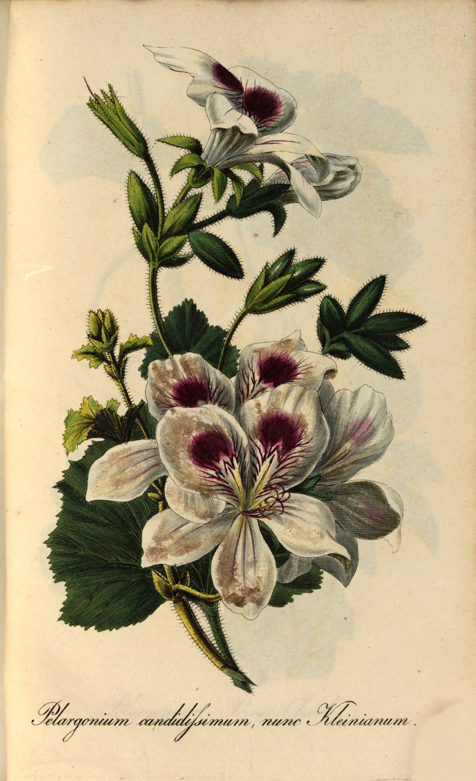 no full size  illustration available (3a)