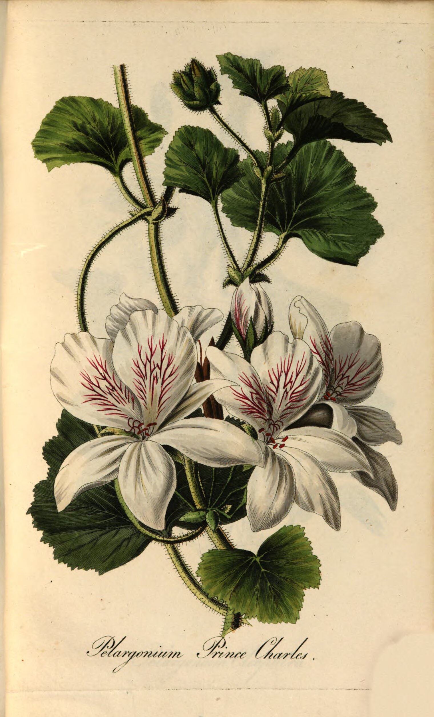 no full size  illustration available (3a)