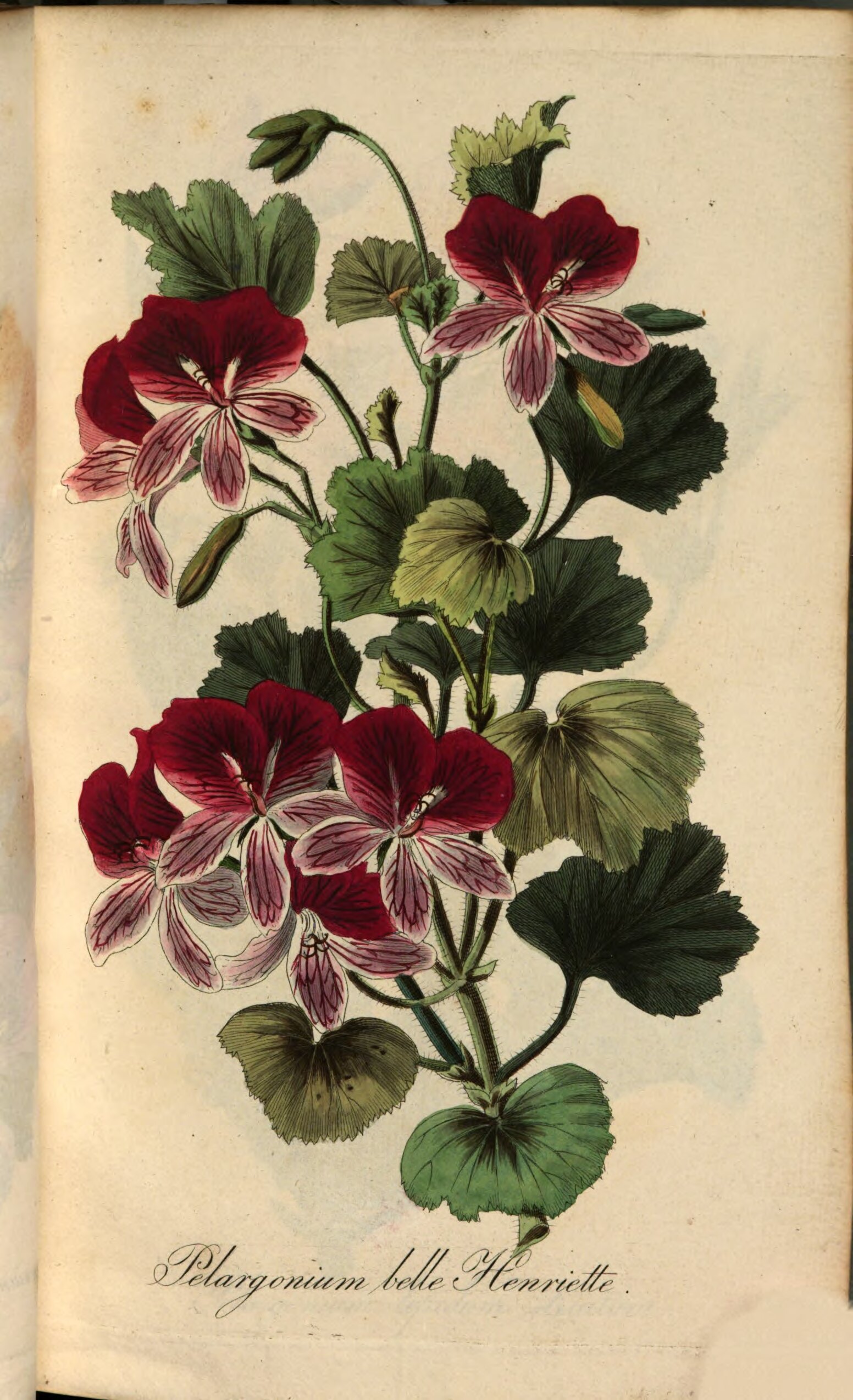 no full size  illustration available (3a)