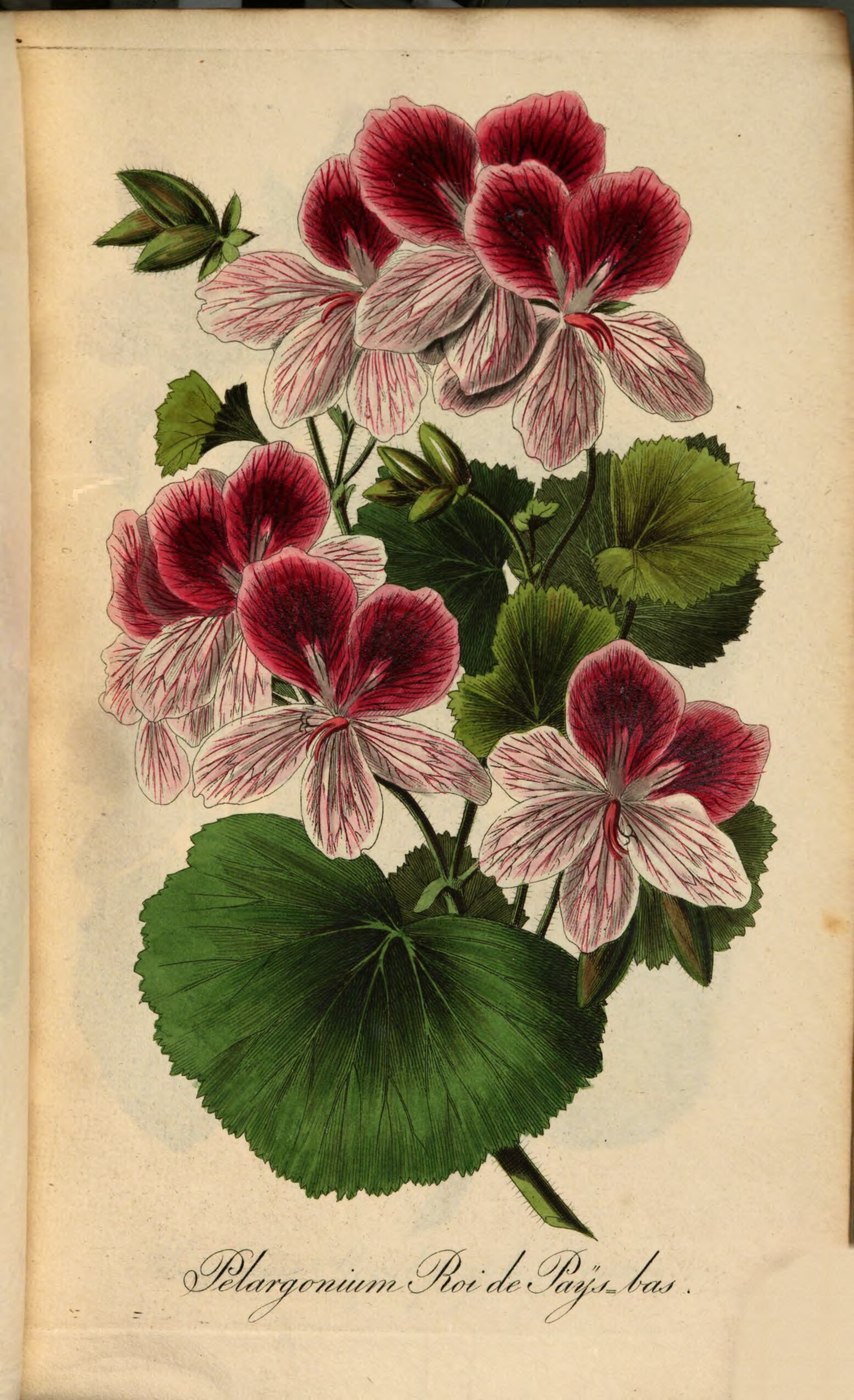 no full size  illustration available (3a)