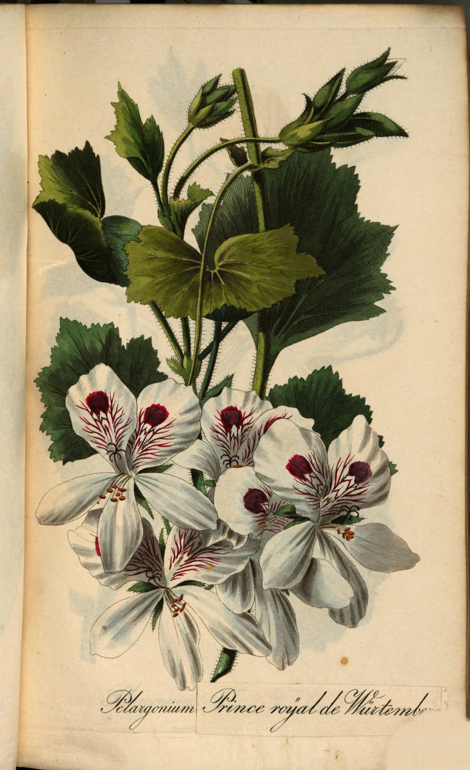 no full size  illustration available (3a)