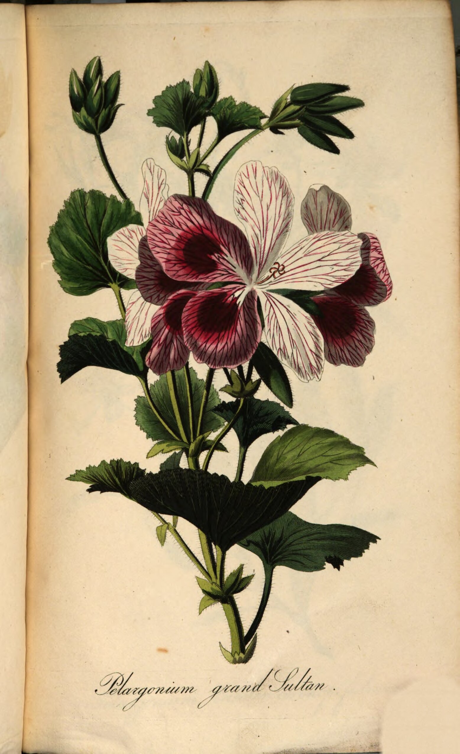 no full size  illustration available (3a)