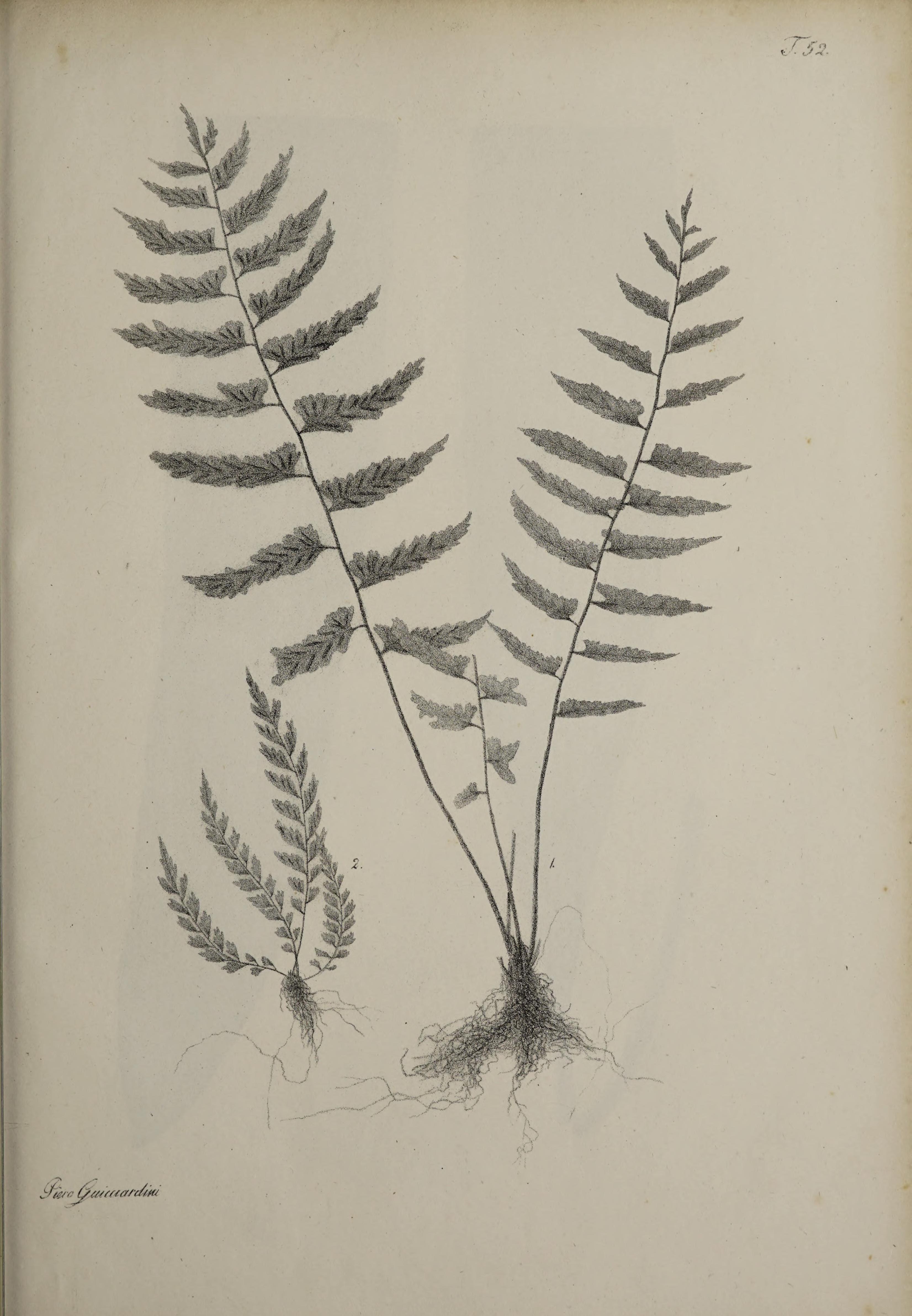 no full size  illustration available (3a)