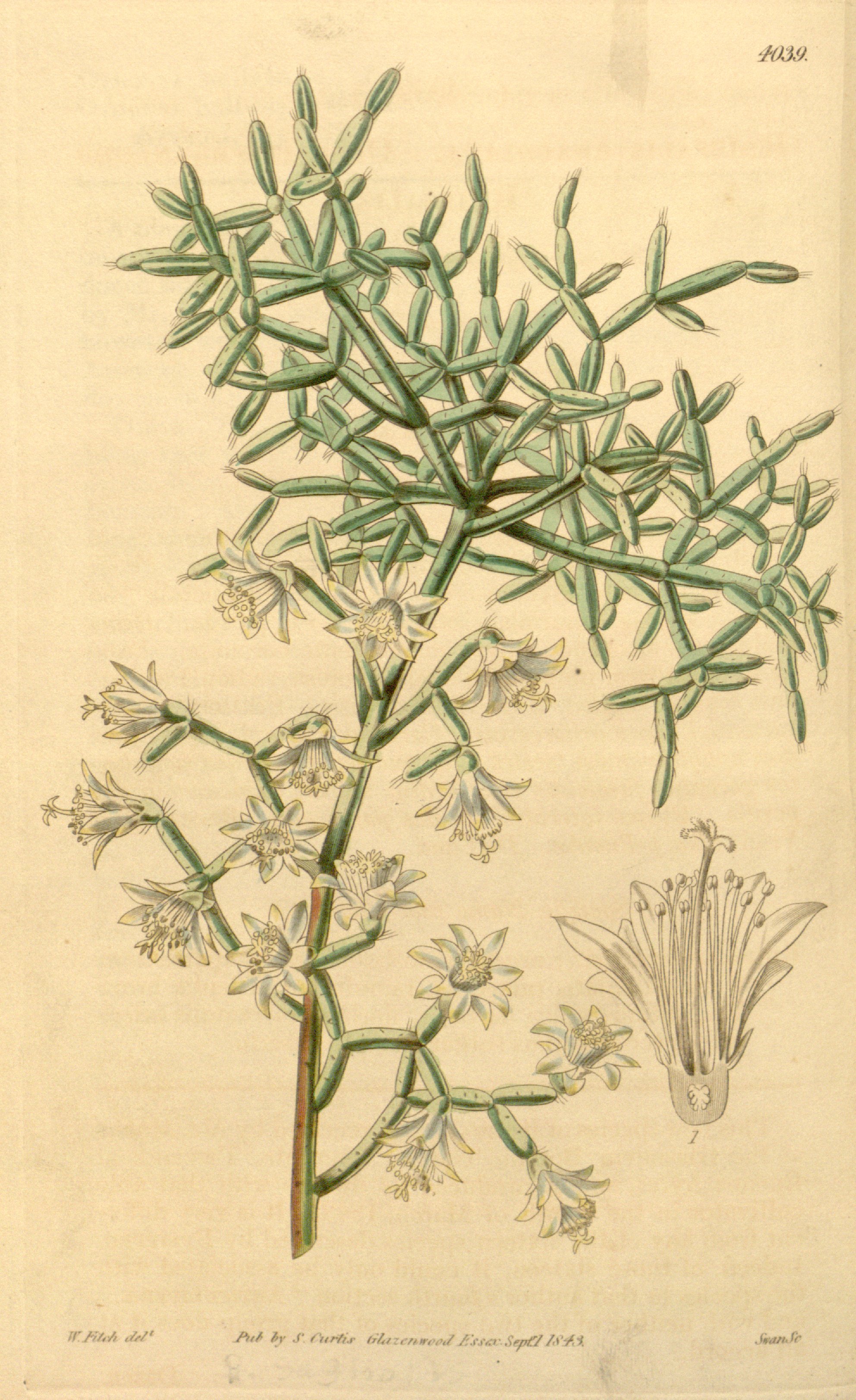 no full size  illustration available (3a)