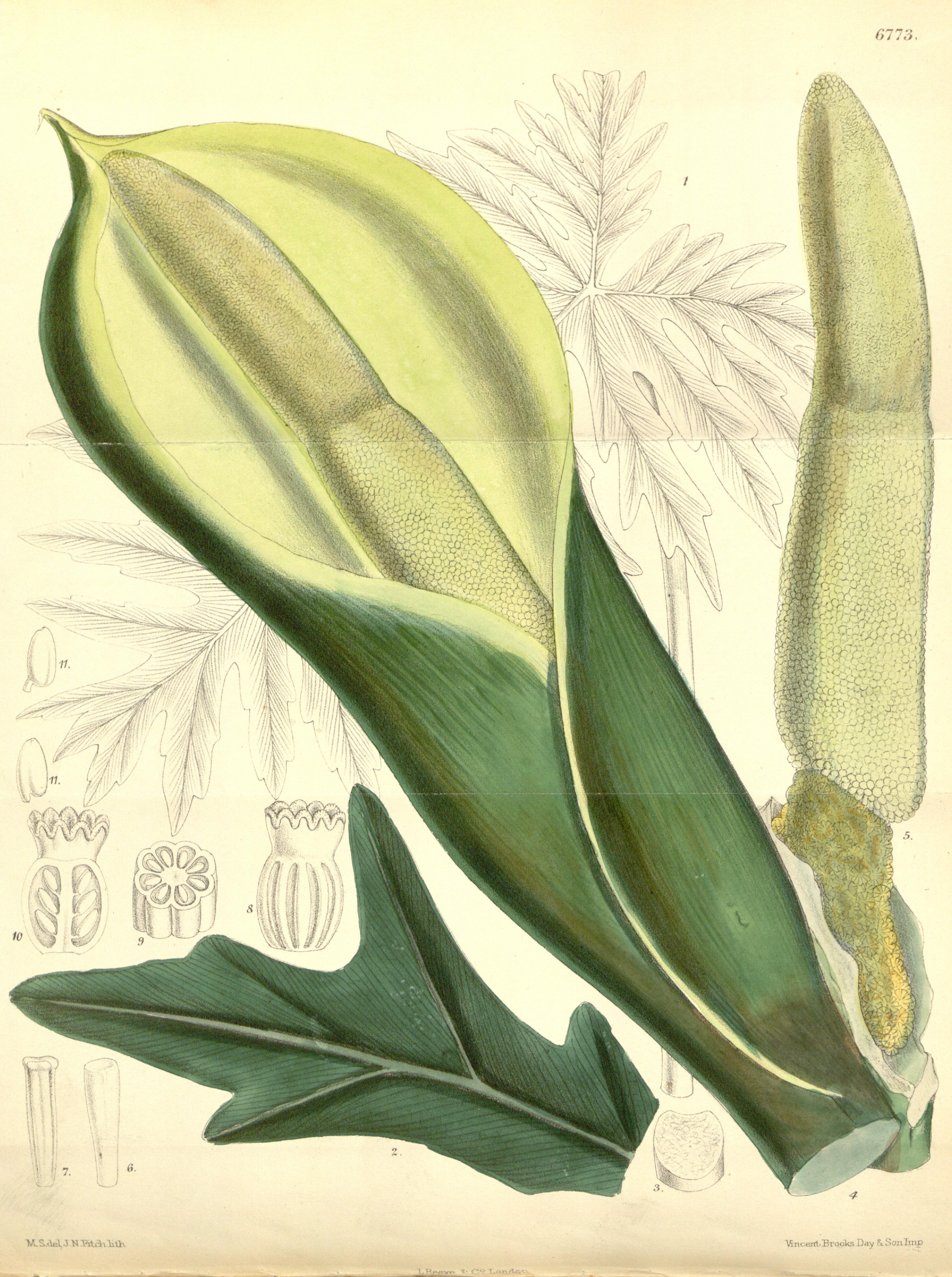 no full size  illustration available (3a)