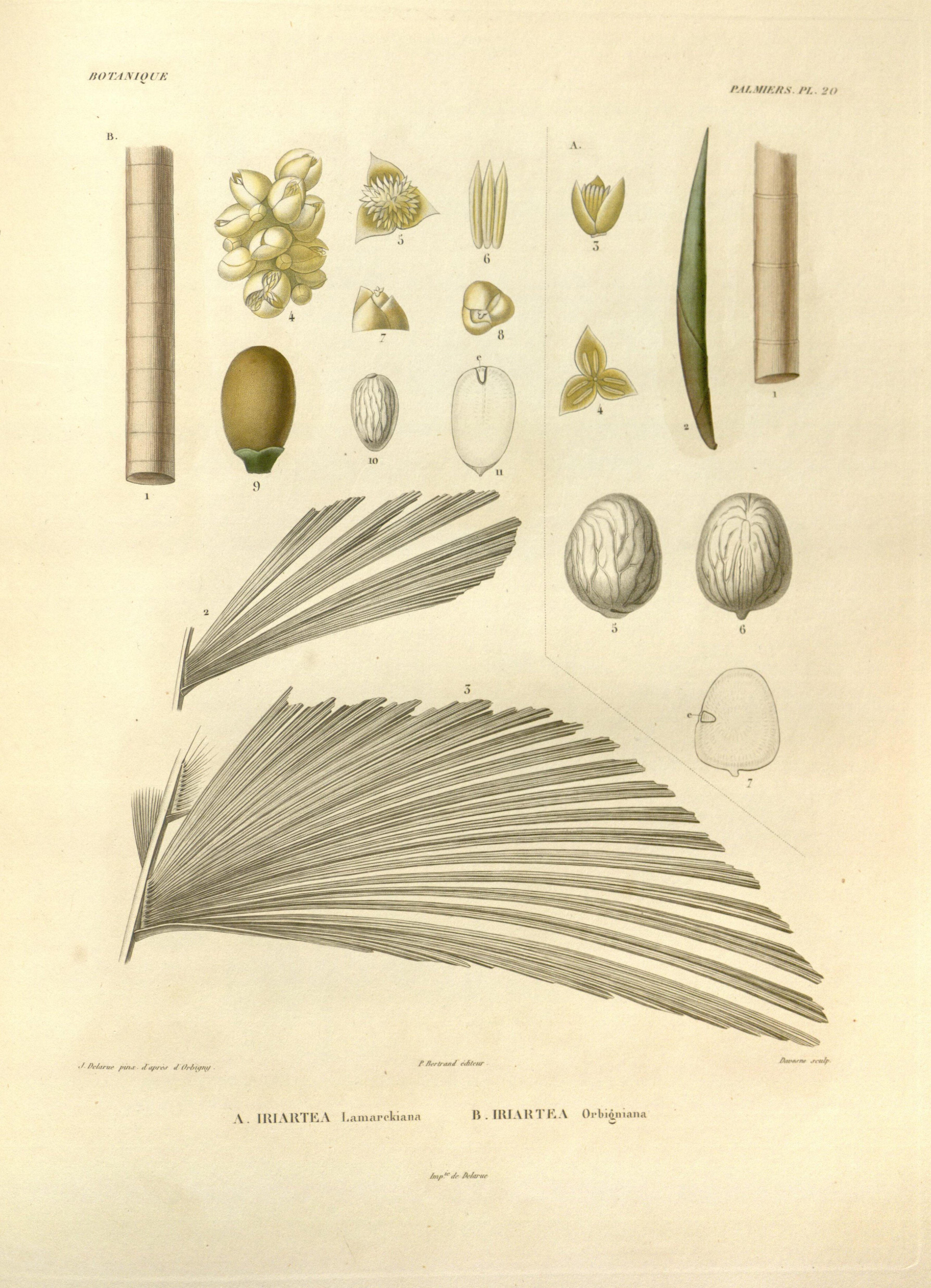 no full size  illustration available (3a)