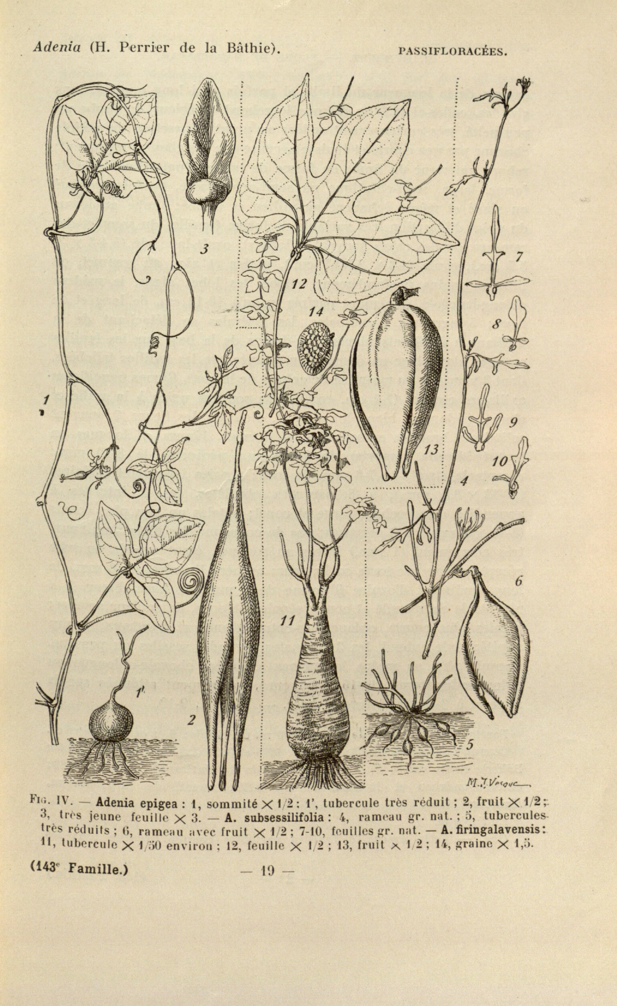 no full size  illustration available (3a)