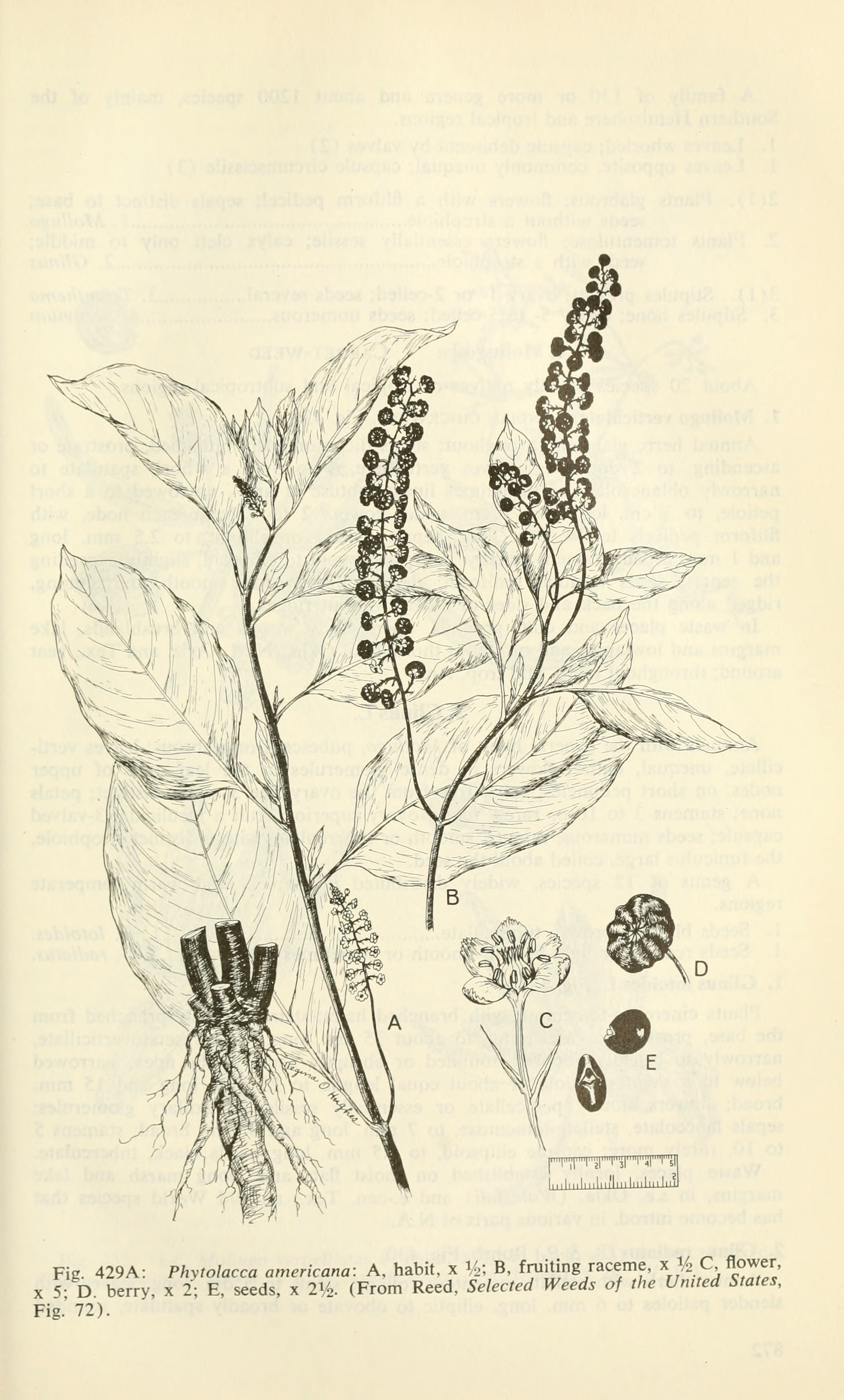 no full size  illustration available (3a)