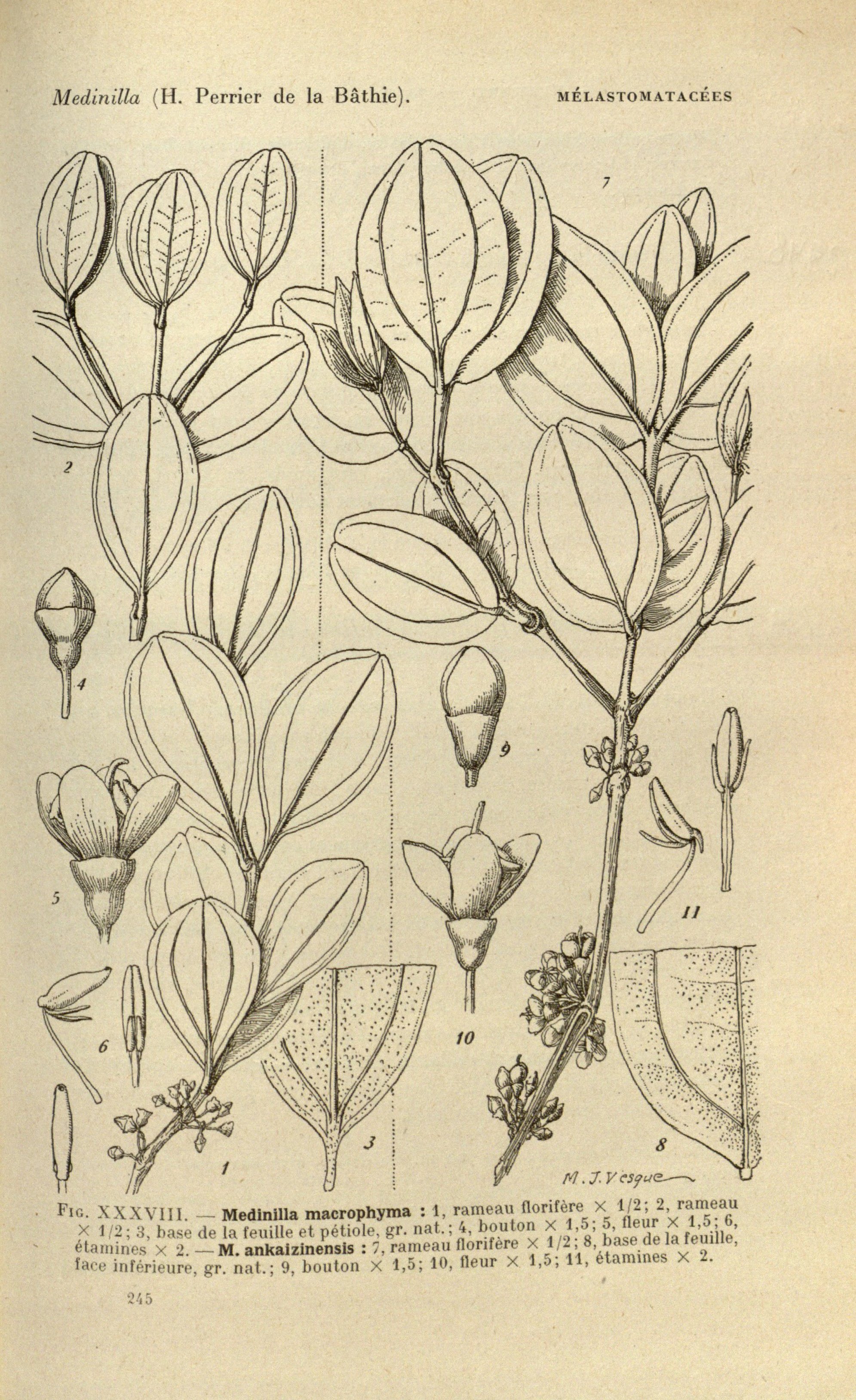 no full size  illustration available (3a)