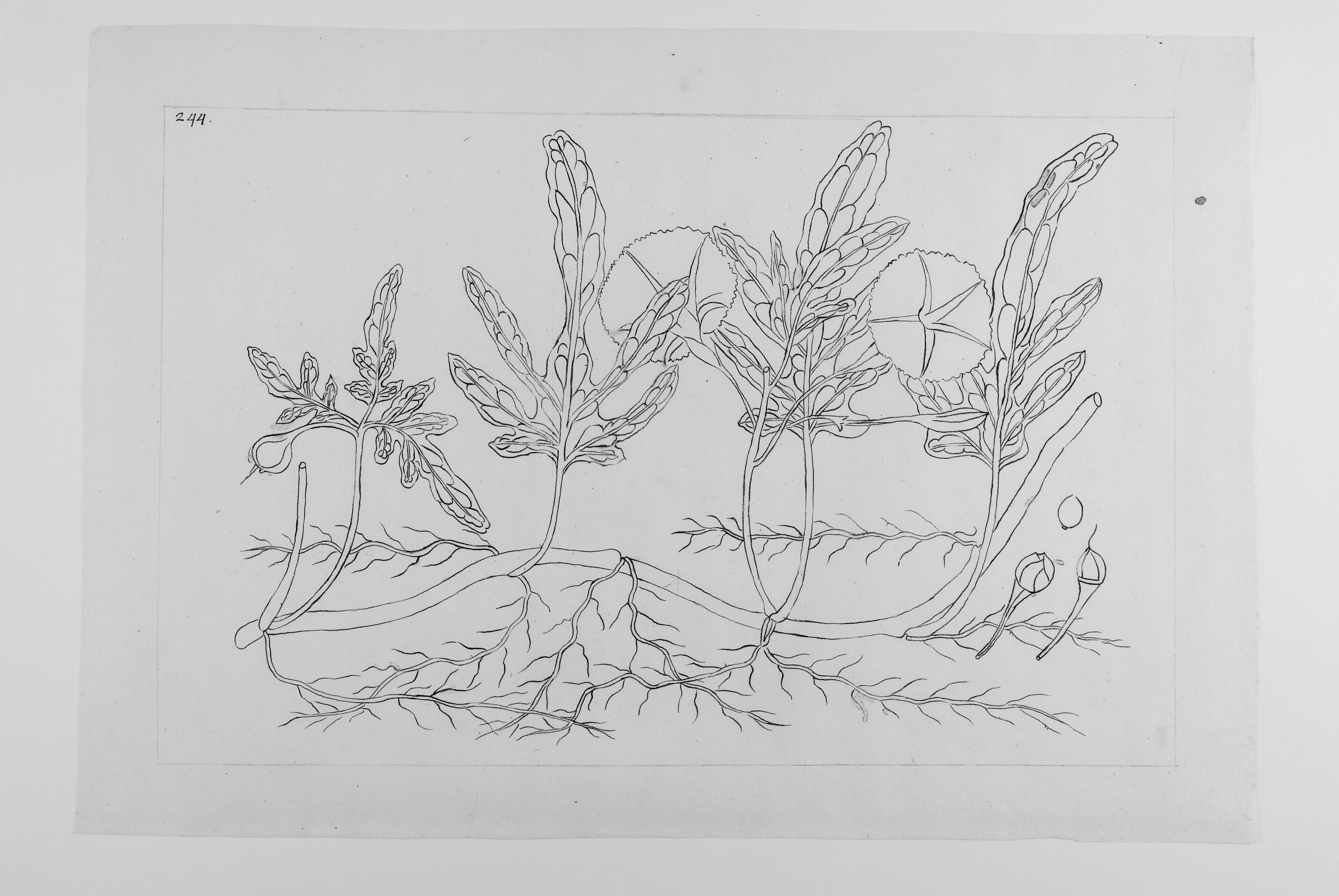 no full size  illustration available (3a)