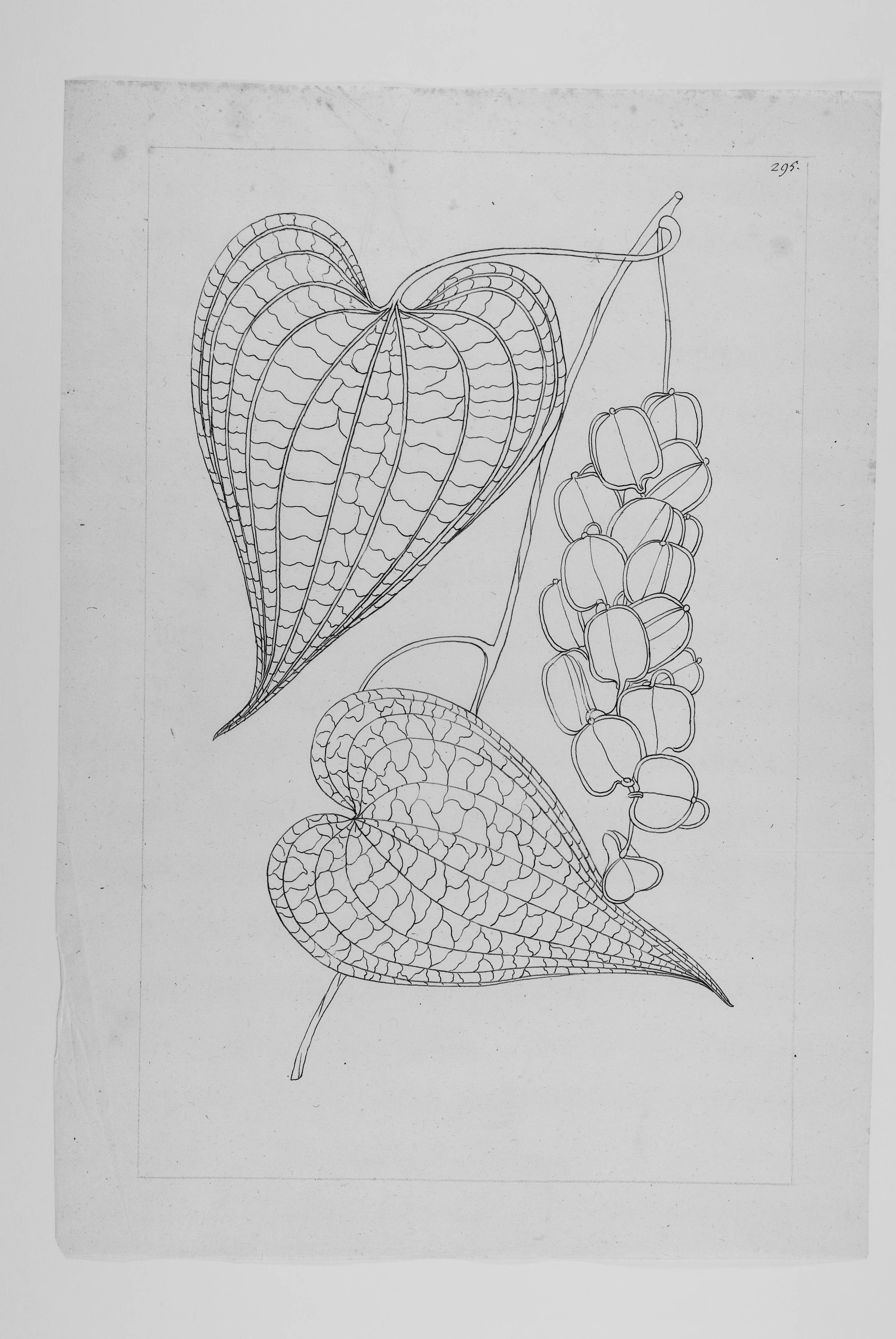 no full size  illustration available (3a)