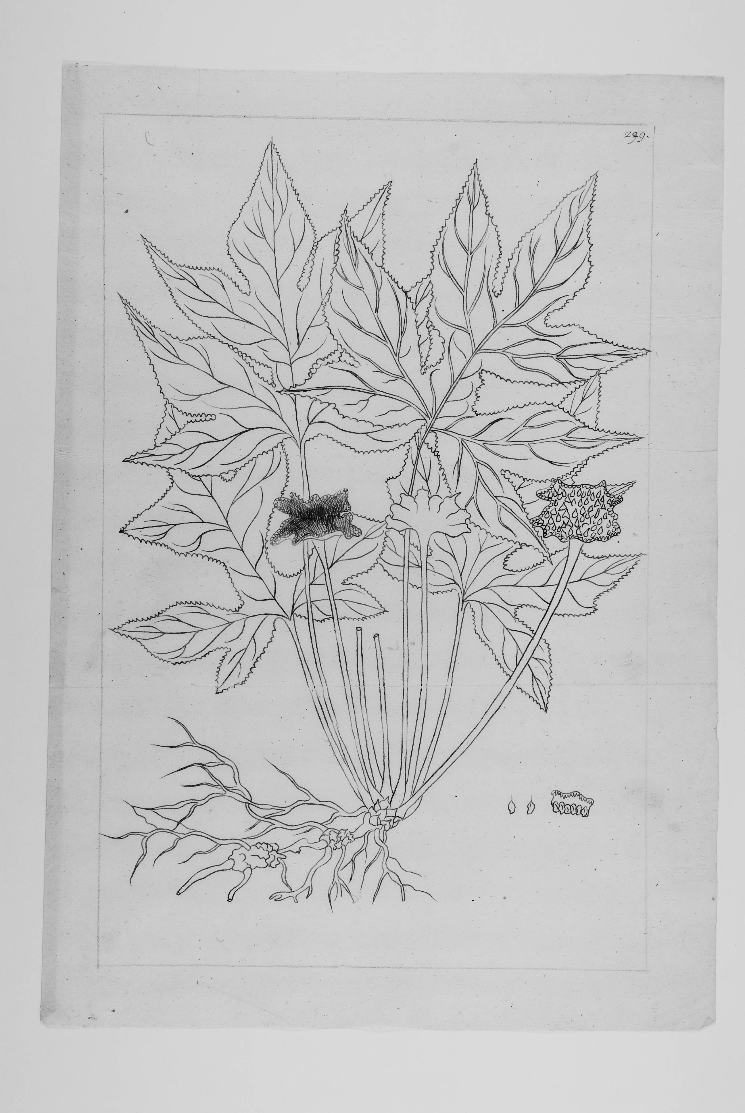 no full size  illustration available (3a)