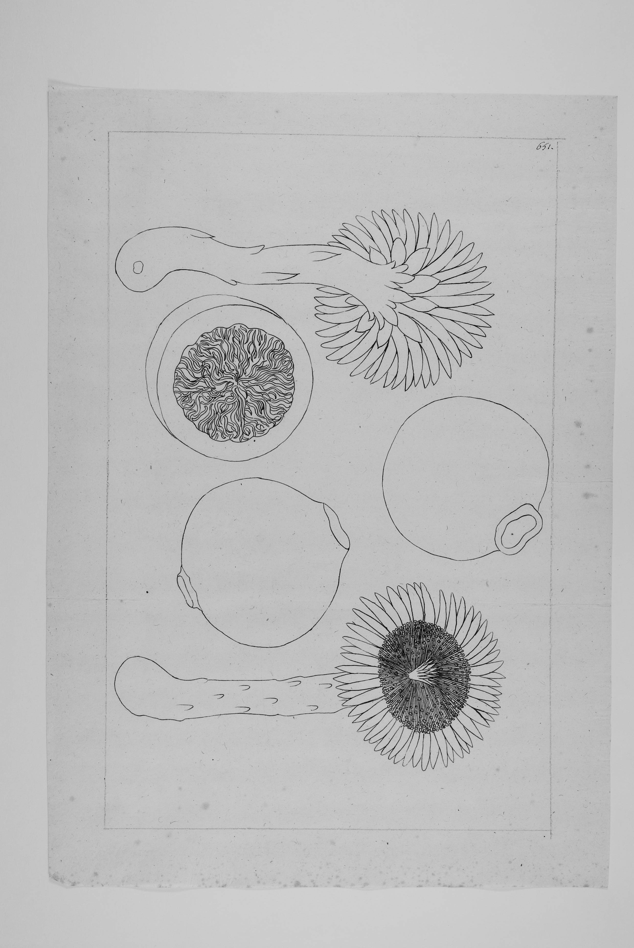 no full size  illustration available (3a)