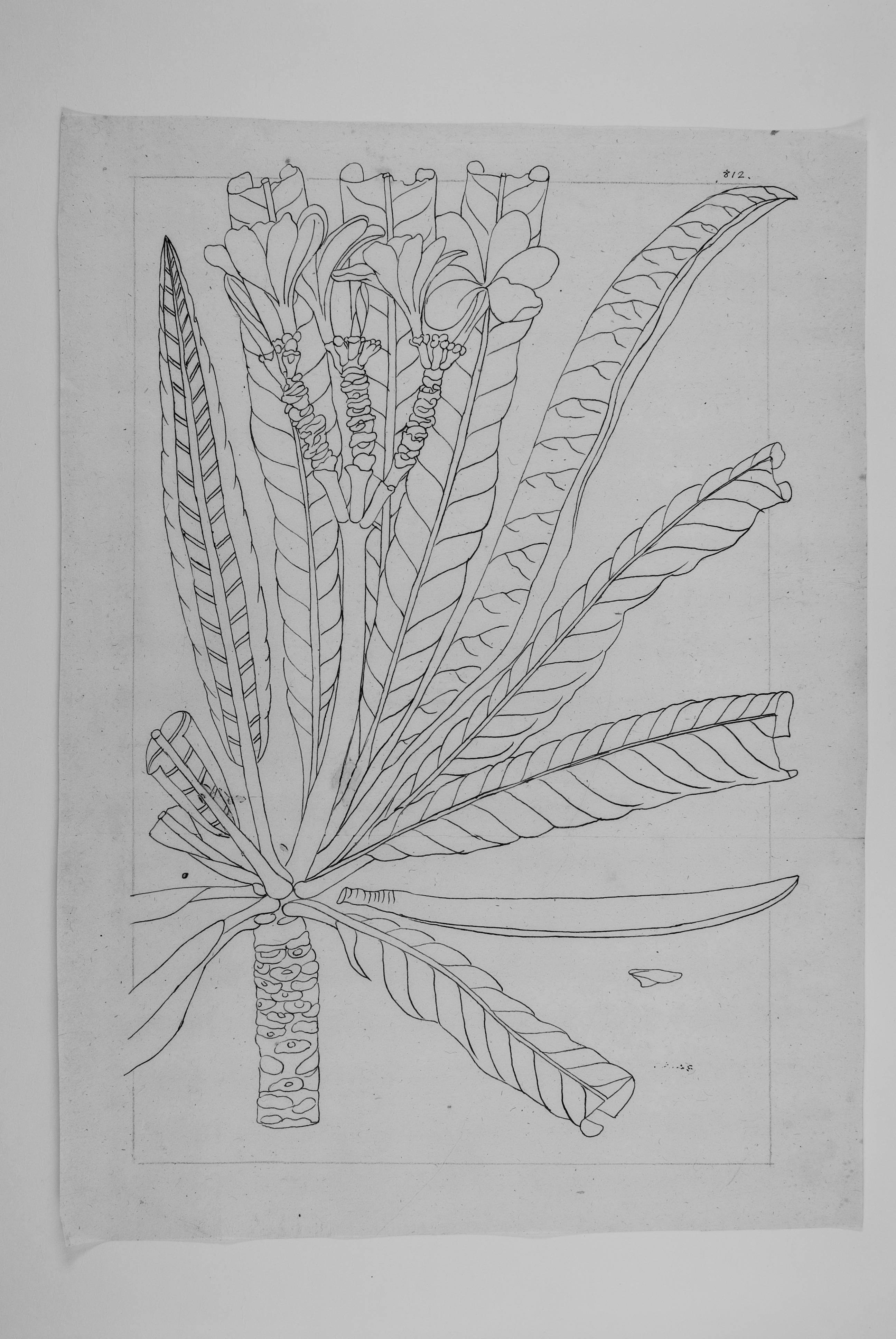 no full size  illustration available (3a)