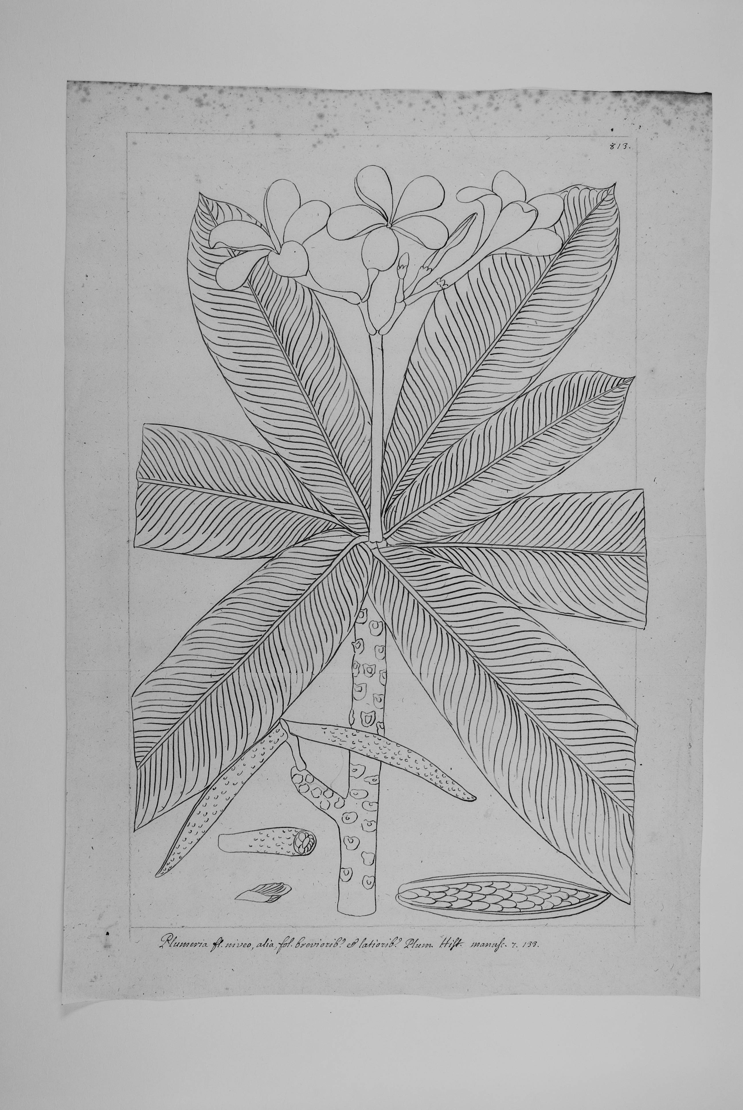 no full size  illustration available (3a)