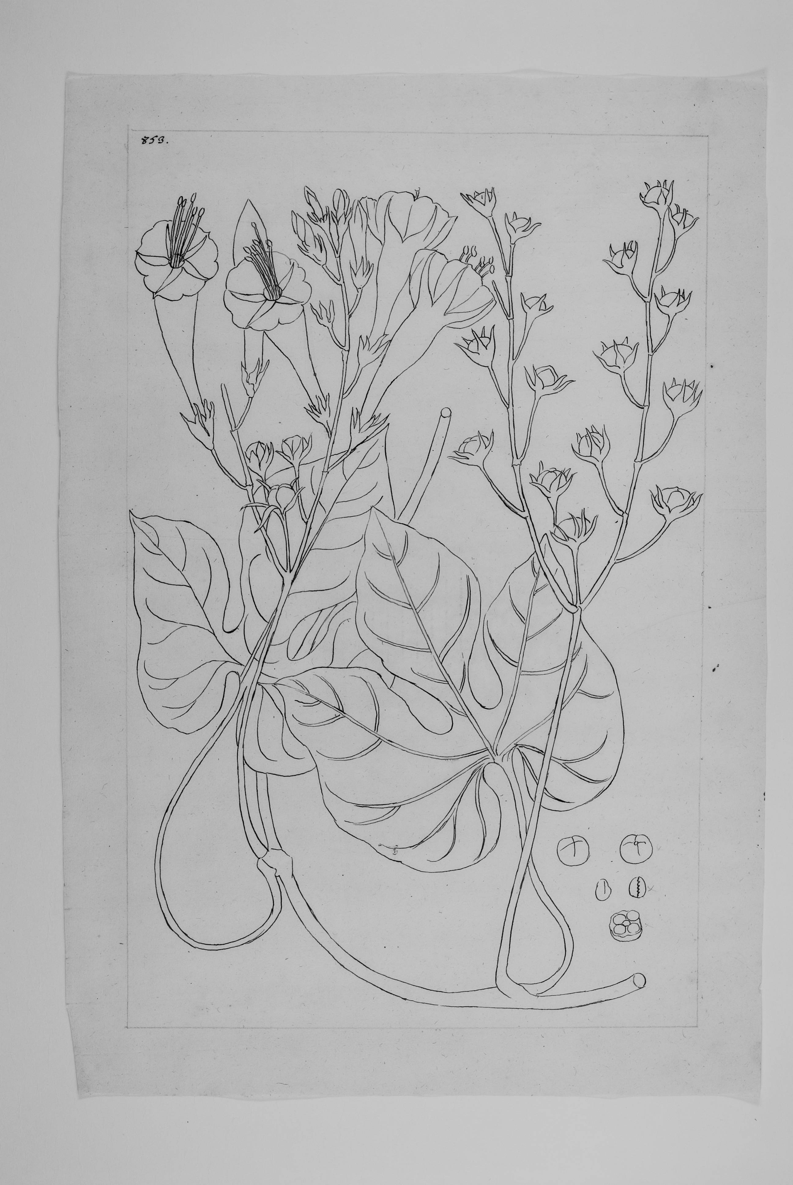 no full size  illustration available (3a)